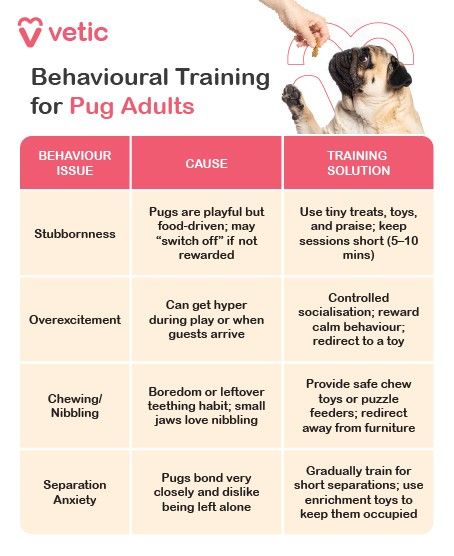 This infographic from Vetic, titled “Behavioural Training for Pug Adults”, offers a targeted guide to managing common behavioral challenges in adult pugs. The layout is clean and functional, divided into three columns—Behaviour Issue, Cause, and Training Solution—with a visual of a pug interacting with a human hand on the right, reinforcing the theme of guided companionship. Behavioral Insights: Stubbornness Cause: Adult pugs remain playful and food-driven; they may disengage if not rewarded. Training Solution: Use tiny treats, toys, and praise; keep training sessions short (5–10 minutes) to maintain focus. Overexcitement Cause: Pugs may become hyper during play or when guests arrive. Training Solution: Practice controlled socialization; reward calm behavior and redirect energy to toys. Chewing/Biting Cause: Boredom or lingering teething habits; small jaws enjoy nibbling. Training Solution: Provide safe chew toys or puzzle feeders; discourage furniture chewing through redirection. Separation Anxiety Cause: Pugs form deep bonds and dislike solitude. Training Solution: Gradually build tolerance for short separations; use enrichment toys to ease anxiety.