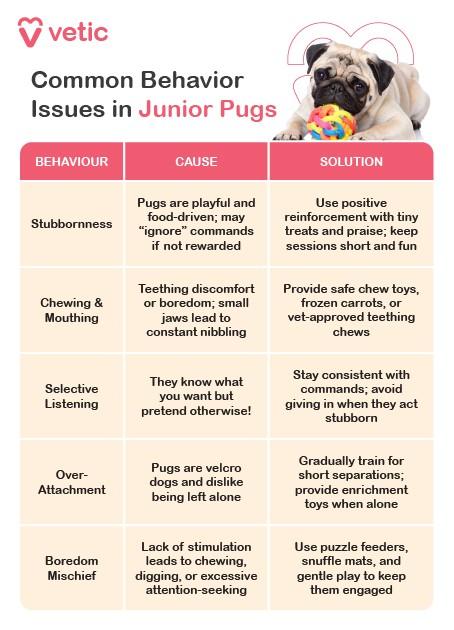 This infographic from Vetic, titled “Common Behavior Issues in Junior Pugs”, offers a practical guide to understanding and managing early behavioral quirks in young pugs. The layout is organized into three columns—Behavior, Cause, and Solution—with a playful photo of a pug holding a colorful ball in its mouth at the top right corner, reinforcing the theme of youthful energy and mischief. Behavioral Insights: Stubbornness Cause: Pugs are playful and food-driven; they may ignore commands if unrewarded or bored. Solution: Use positive reinforcement with tiny treats and praise; keep training sessions short and engaging. Chewing & Mouthing Cause: Teething discomfort or boredom; some jaw issues may lead to excessive chewing. Solution: Offer safe chew toys, frozen carrots, and vet-approved teething aids. Selective Listening Cause: Pugs often understand commands but choose not to obey. Solution: Stay consistent with commands and avoid reinforcing stubborn behavior by giving in. Over-Attachment Cause: Pugs are “velcro dogs” and dislike being left alone. Solution: Gradually train for short separations and provide enrichment toys during alone time. Bedroom Mischief Cause: Lack of stimulation can lead to chewing, digging, or attention-seeking behavior. Solution: Use puzzle feeders, snuffle mats, and gentle training to keep them mentally engaged.