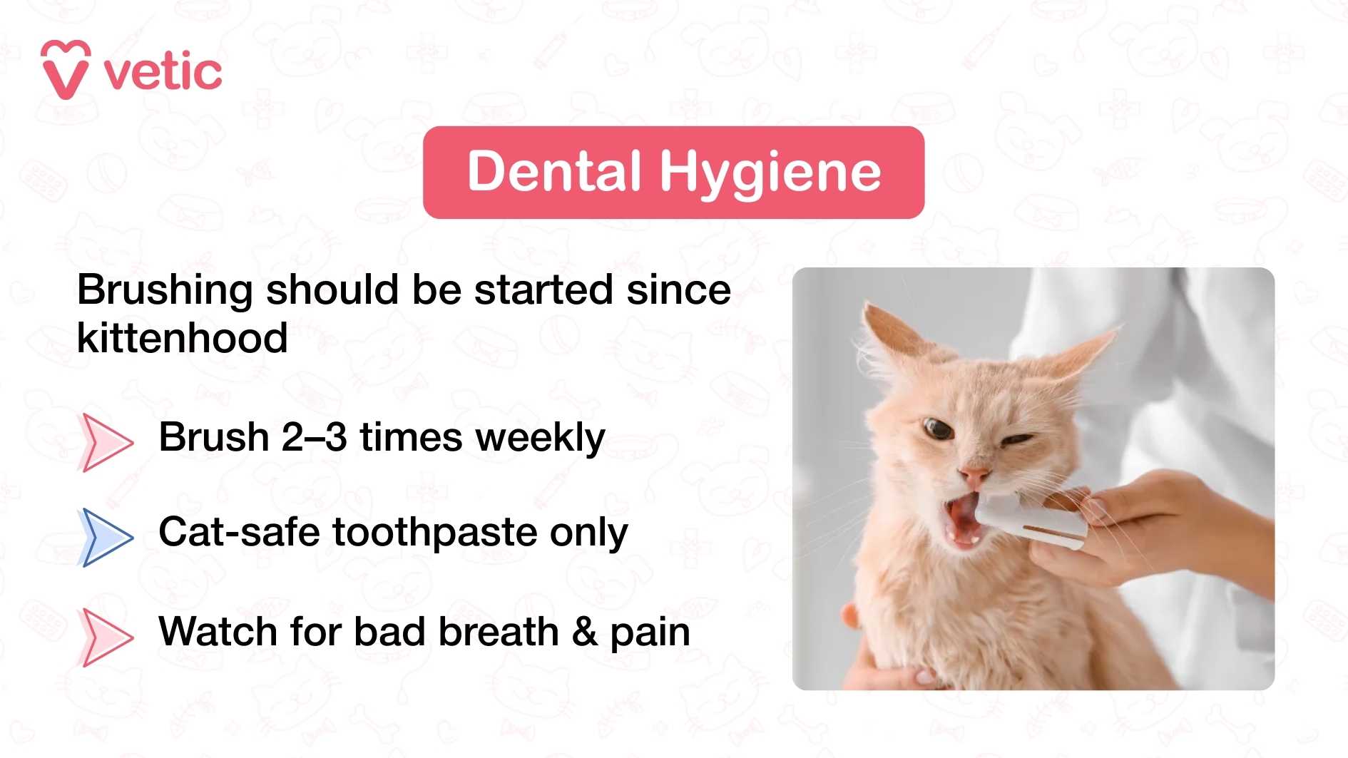 This image is a well-organized infographic from "Vetic" titled “Dental Hygiene,” displayed in a pink box at the top. It features a photograph of a light-colored cat being gently brushed with a toothbrush by a person, likely a pet parent or groomer. The cat appears calm and cooperative, and the toothbrush is positioned carefully near the mouth, emphasizing a gentle and familiar approach to oral care. The background is softly lit, keeping the focus on the grooming interaction and reinforcing the message that dental hygiene can be a positive, bonding experience. The text in the image outlines three essential practices for maintaining a cat’s dental health: “Brush 2–3 times weekly” “Cat-safe toothpaste only” “Watch for bad breath & pain” The layout is clean and easy to follow, with each point clearly separated and supported by the visual of a real grooming moment.
