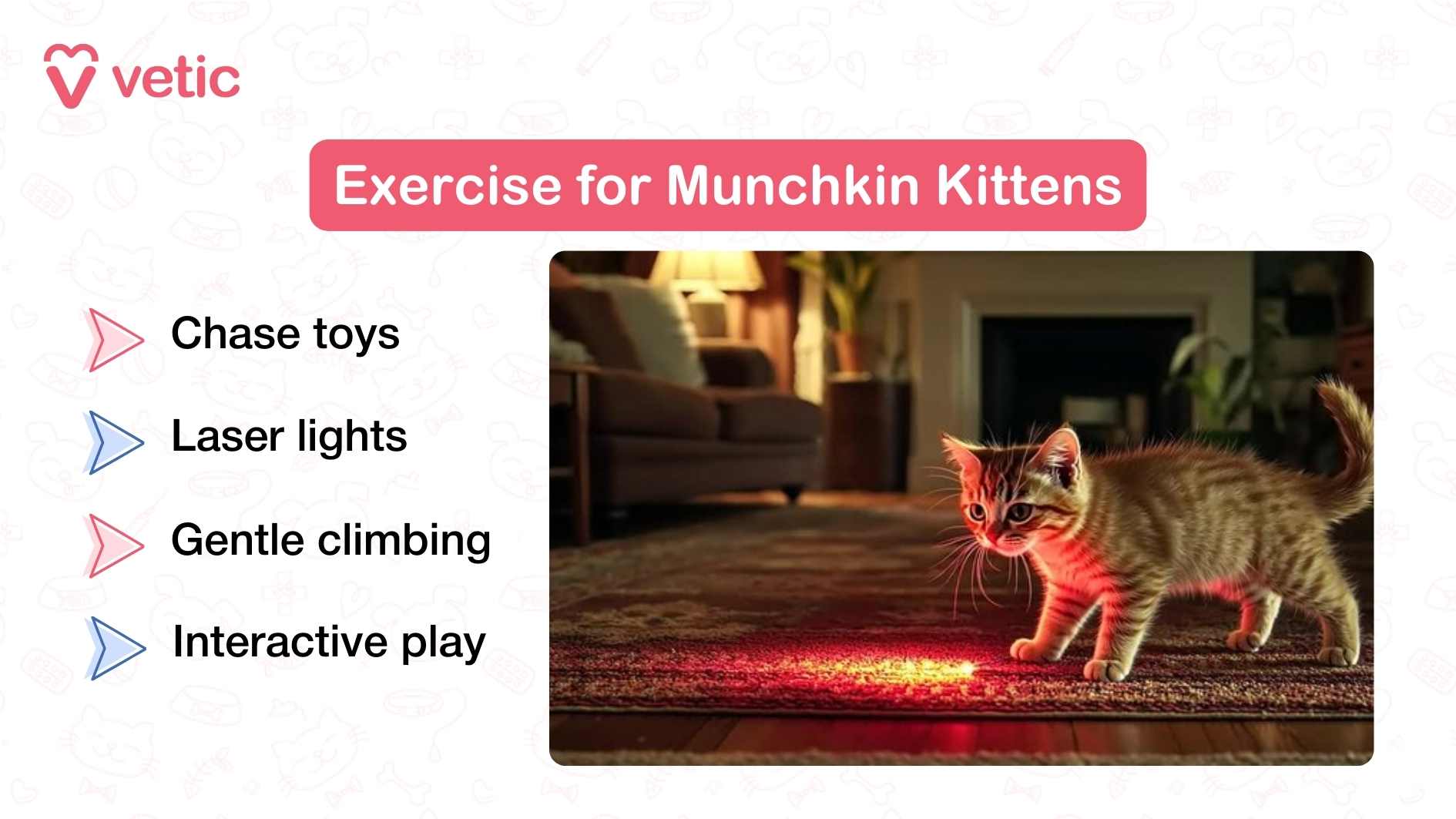 This image emphasizes the best exercises for Munchkin kittens. The header at the top reads “Exercise for Munchkin Kittens.” On the left, four suggestions are listed: chase toys, laser lights, gentle climbing, and interactive play. On the right, a photograph shows a playful Munchkin kitten with a striped orange-brown coat staring intently at a red laser dot on the carpet. The background includes a cozy living room setup with a sofa, cushions, and a lamp, giving a warm home atmosphere. The kitten looks curious, energetic, and fully engaged with the laser, illustrating how early play helps channel their energy and instincts.