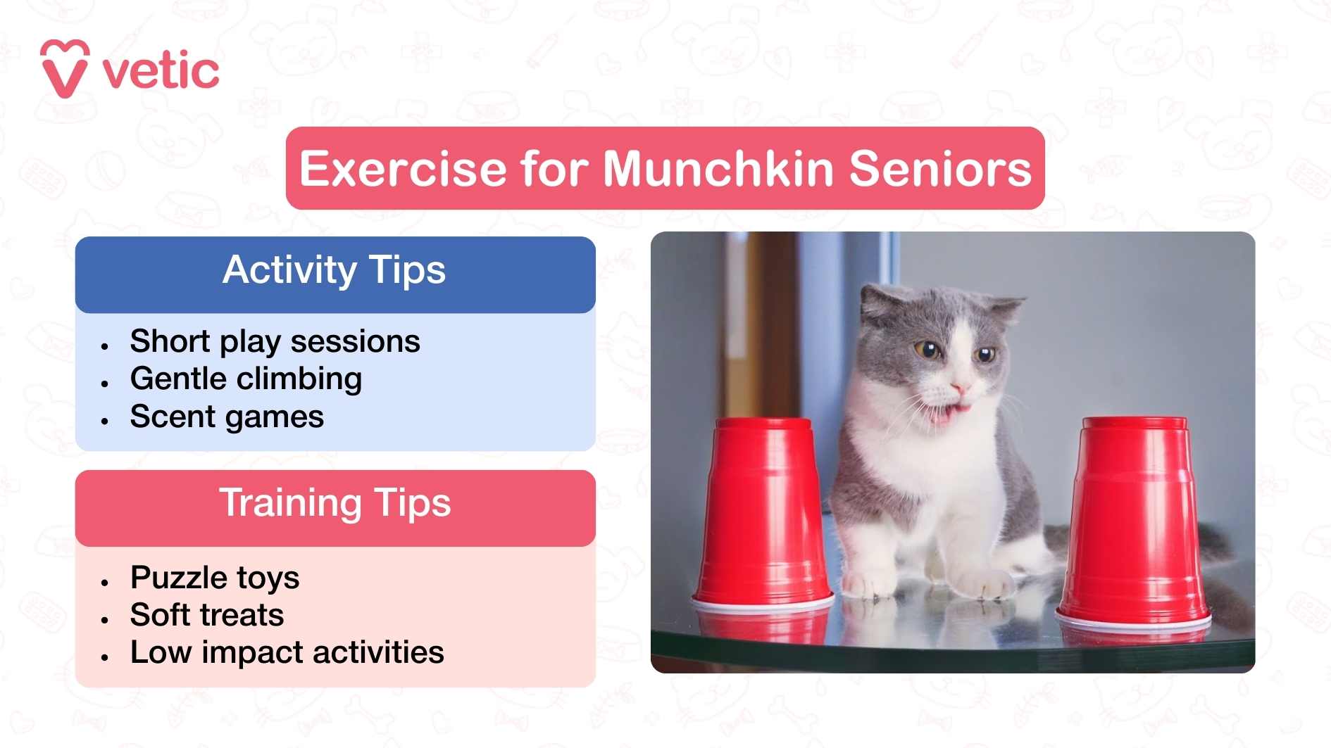 This image highlights recommended exercises and training for senior Munchkin cats. The title “Exercise for Munchkin Seniors” appears at the top. On the left side, two boxes provide tips. The blue section, labeled “Activity Tips,” advises short play sessions, gentle climbing, and engaging in scent-based games that are easier on aging cats. The pink section, labeled “Training Tips,” suggests using puzzle toys, offering soft treats, and focusing on low-impact activities suitable for older cats. On the right side, a photo shows a gray and white Munchkin cat sitting on a reflective surface with two red plastic cups placed in front, likely as part of a simple scent or puzzle game. The cat looks attentive with its tongue slightly out, appearing curious and playful even in its senior stage.