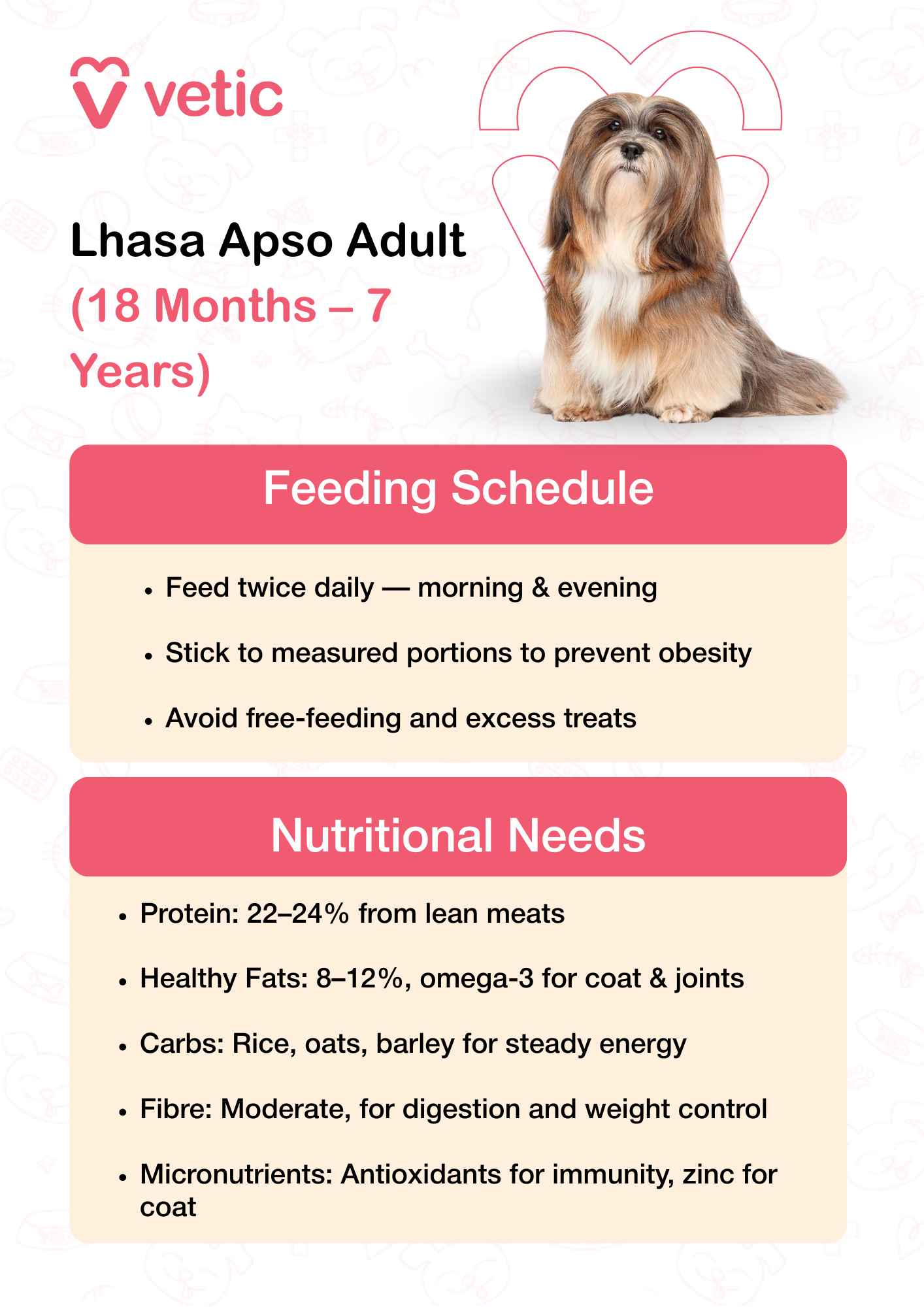 This infographic from Vetic features a well-groomed adult Lhasa Apso, visually reinforcing the breed’s signature long, flowing coat. The layout is clean and structured, with two main sections: Feeding Schedule and Nutritional Needs. 🕒 Feeding Schedule (Text interpreted in full sentences): Adult Lhasa Apsos should be fed twice daily, once in the morning and once in the evening. It is important to stick to measured portions to prevent obesity. Free-feeding and excessive treats should be avoided to maintain a healthy weight. 🥩 Nutritional Needs (Text interpreted in full sentences): Their diet should contain 22–24% protein, ideally sourced from lean meats. Healthy fats should make up 8–12% of the diet, with omega-3 fatty acids supporting coat health and joint function. Carbohydrates like rice, oats, and barley provide steady energy throughout the day. A moderate amount of fiber helps with digestion and weight control. Micronutrients such as antioxidants boost immunity, while zinc supports a healthy coat.