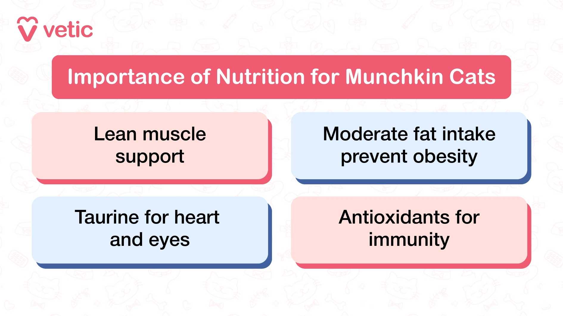 "Importance of Nutrition for Munchkin Cats." Beneath the heading, four colored boxes are arranged in a grid format, each highlighting a specific nutritional benefit essential to the breed’s health: Lean muscle support – Munchkin cats, despite their short legs, are active and agile. They require sufficient high-quality protein to maintain lean muscle mass and support daily movement. Moderate fat intake prevent obesity – Because of their compact frame, Munchkins are more susceptible to weight gain. A diet with controlled fat levels helps prevent obesity and reduces strain on their joints. Taurine for heart and eyes – Taurine is a vital amino acid for cats. It supports cardiovascular function and maintains healthy vision, both of which are critical for long-term wellness. Antioxidants for immunity – Antioxidants like vitamins E and C help strengthen the immune system, protecting Munchkin cats from infections and age-related decline. The layout is clean and color-coded, making each point visually distinct and easy to absorb. There are no additional images of cats or food in this graphic—just focused, benefit-driven messaging.