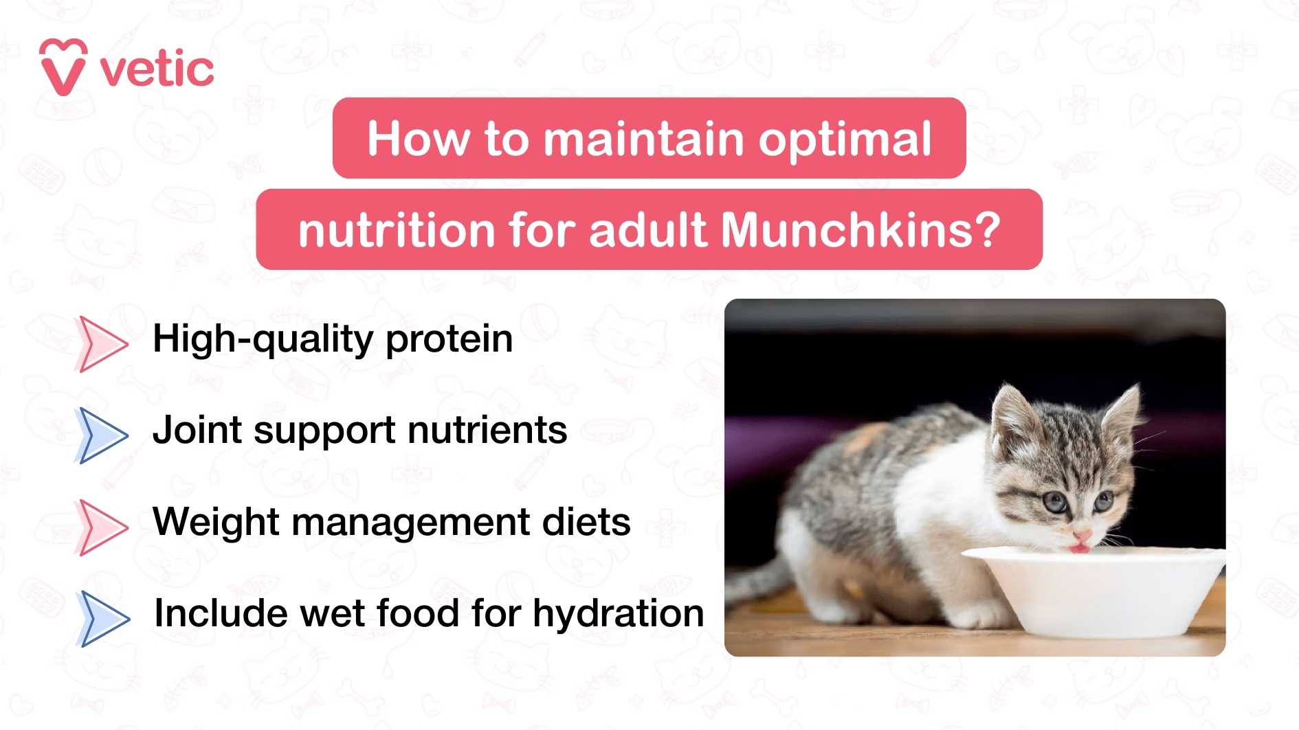 This infographic is designed to guide pet parents on the specific nutrition for Munchkin cats adults. The title is prominently displayed in a red box at the top left: "How to maintain optimal nutrition for adult Munchkins?" Beneath the title, four key dietary recommendations are listed, each accompanied by a small icon: High-quality protein – Adult Munchkin cats require premium sources of protein to maintain muscle mass and overall vitality. This is especially important given their compact frame and active nature. Joint support nutrients – Due to their short legs and unique skeletal structure, Munchkins benefit from nutrients like glucosamine and chondroitin that support joint health and mobility. Weight management diets – Their small stature makes them prone to weight-related issues. Controlled portions and calorie-conscious diets help prevent obesity and its associated complications. Include wet food for hydration – Wet food not only adds variety to their meals but also boosts hydration, which is crucial for urinary tract health and overall well-being. To the right of the text, there is a photograph of a golden-brown Munchkin cat drinking from a white bowl. The cat’s short legs and rounded body are clearly visible, reinforcing the breed-specific context of the nutritional advice. The background is clean and minimal, keeping the viewer’s focus on the cat and the guidance provided.