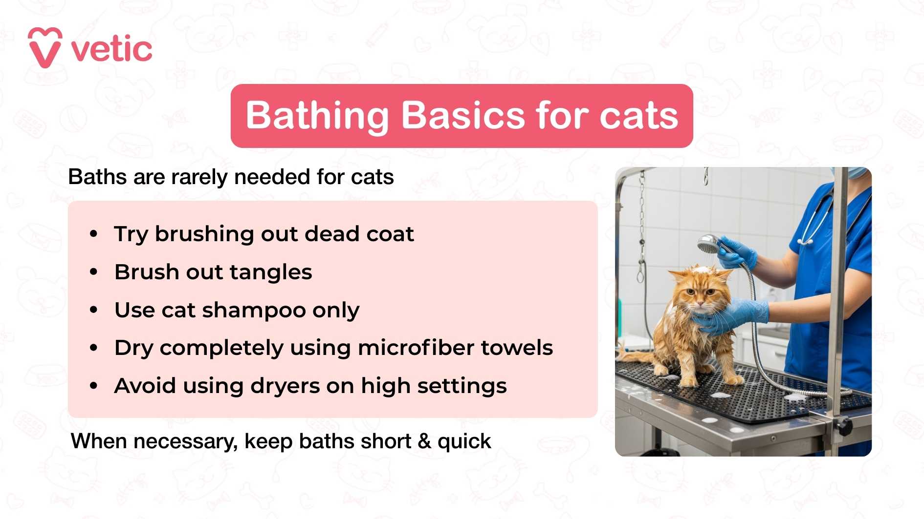 This image is a well-composed infographic from "Vetic" titled “Bathing Basics for cats.” It features a photograph of a cat being bathed by a person wearing blue gloves, likely in a professional grooming setting. The cat stands on a metal grooming table and is held gently near a showerhead, suggesting a controlled and hygienic environment. The cat appears alert but calm, and the gloved hands indicate a careful, sanitary approach to handling. The text in the image offers practical advice for bathing cats, emphasizing that baths are rarely necessary. It reads: “Bathing Basics for cats” “Baths are rarely needed for cats” Try brushing out dead coat Brush out tangles Use cat shampoo only Dry completely using microfiber towels Avoid using dryers on high settings “When necessary, keep baths short & quick”