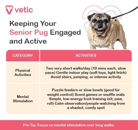 As pugs age, their energy levels shift, but their need for stimulation remains strong. Balancing gentle physical movement with enriching mental activities can help your senior pug stay happy, alert, and emotionally secure. Physical Activities should be short and low-impact. Aim for two very short walks each day, around 10 minutes each, at a slow and comfortable pace. Gentle indoor play is also beneficial—soft toys and light games of fetch can keep them moving without strain. Avoid stairs, jumping, or any intense activity that could stress their joints or breathing. Mental Stimulation becomes even more important in the senior years. Puzzle feeders or slow bowls not only engage their minds but also help with weight control. Scent games and snuffle mats encourage natural foraging instincts and provide gentle problem-solving opportunities. You can also introduce simple, low-energy trick training—like teaching them to sit, offer a paw, or roll over slowly. Even calm observation, such as people-watching from a shaded, comfy spot, can be soothing and mentally engaging.