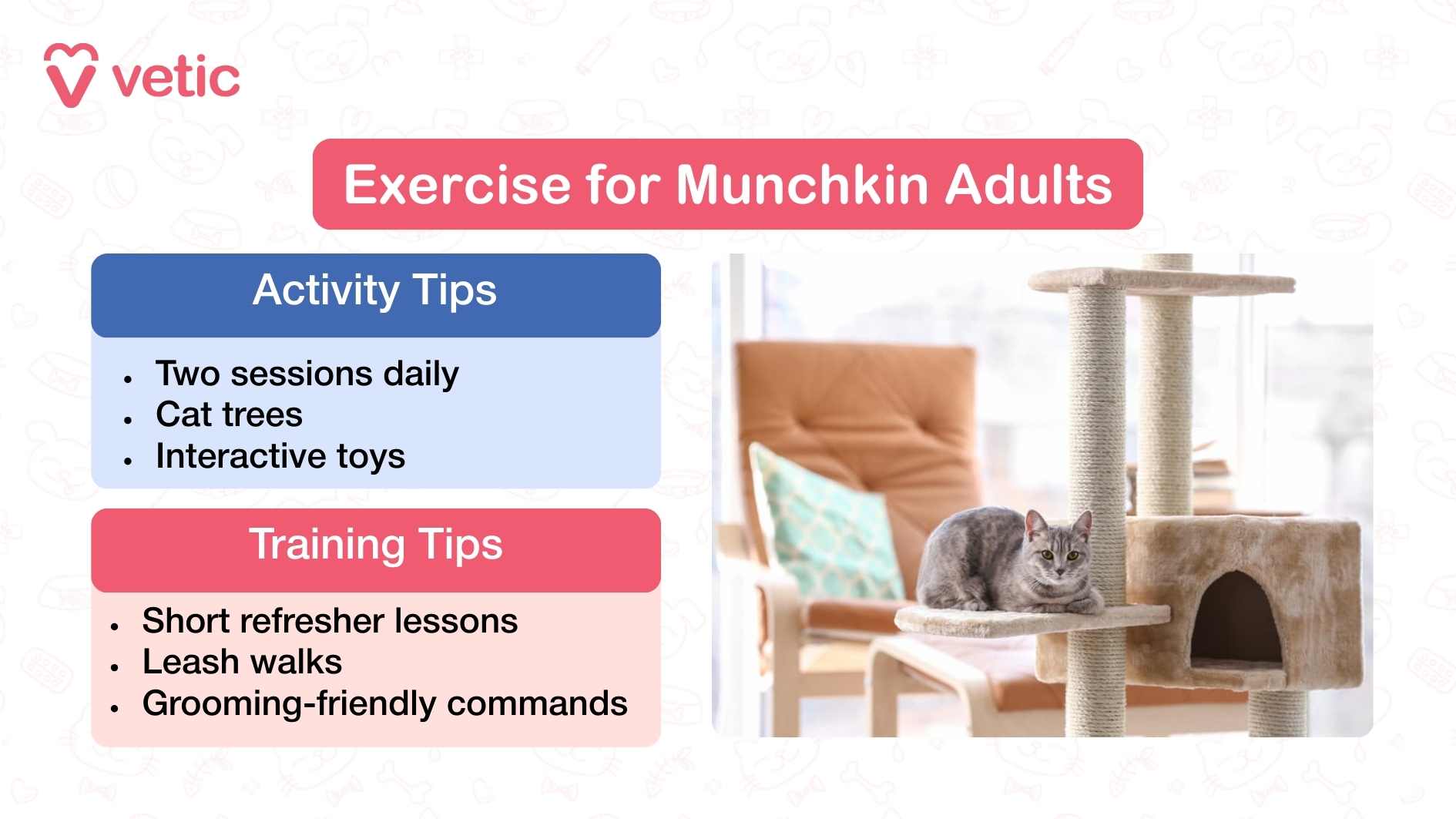 This image is designed as a training and exercise guide for adult Munchkin cats. The header at the top reads “Exercise for Munchkin Adults.” On the left side, there are two colored sections with tips. The blue section labeled “Activity Tips” states that Munchkin cats should have two sessions of activity daily, benefit from using cat trees, and enjoy interactive toys. The pink section labeled “Training Tips” suggests providing short refresher lessons, engaging them in leash walks, and teaching grooming-friendly commands. On the right side of the image, there is a photograph of a silver-gray Munchkin cat comfortably lying on a beige cat tree in a bright and cozy living room. A cushioned chair with a teal-patterned pillow is placed in the background, adding to the warm indoor setting.