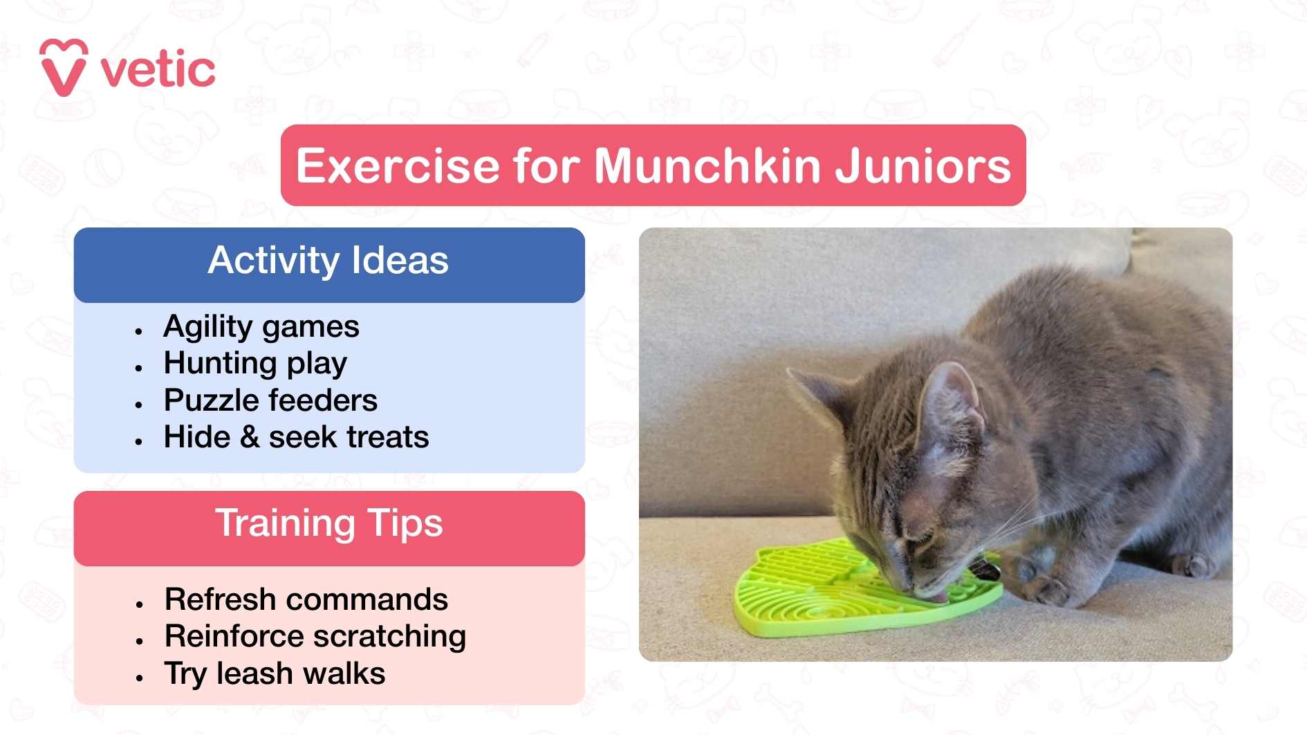 This image provides guidance on exercise and training for junior Munchkin cats. The header reads “Exercise for Munchkin Juniors.” On the left, the blue box labeled “Activity Ideas” lists agility games, hunting play, puzzle feeders, and hide-and-seek treats as activities that stimulate both mind and body. Below, the pink box labeled “Training Tips” suggests refreshing previously taught commands, reinforcing scratching behavior on appropriate surfaces, and introducing leash walks. On the right side of the image, there is a photo of a gray Munchkin cat eating from a bright green textured feeding mat placed on a couch. The cat appears focused and engaged, showing how puzzle feeding can combine play with nourishment.