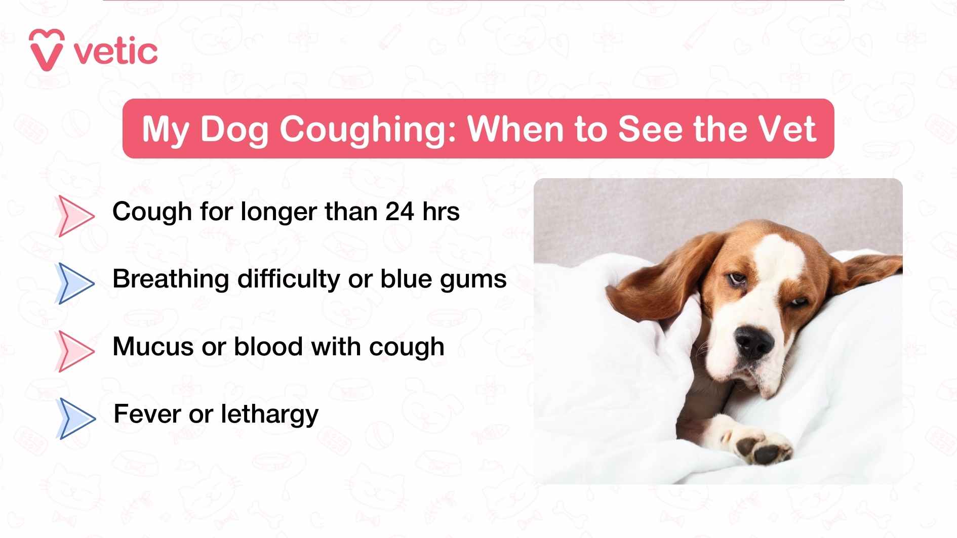 This Vetic infographic titled “My Dog Coughing: When to See the Vet” delivers a clear, symptom-based guide for pet parents to recognize when a dog’s cough may signal a medical emergency. The visual centers on a dog lying down under a blanket, appearing fatigued or unwell—an emotional cue that reinforces the urgency of the message. The overlay text outlines four critical signs that warrant veterinary attention: • Cough lasting longer than 24 hours • Breathing difficulty or blue gums • Mucus or blood with cough • Fever or lethargy Each symptom is presented in a bulleted format, making it easy to scan and absorb. The inclusion of blue gums and blood in mucus signals potential oxygen deprivation or internal inflammation, while fever and lethargy suggest systemic illness. The image’s tone is serious yet informative, aligning perfectly with your blog’s goal of empowering pet parents to act swiftly when symptoms escalate.