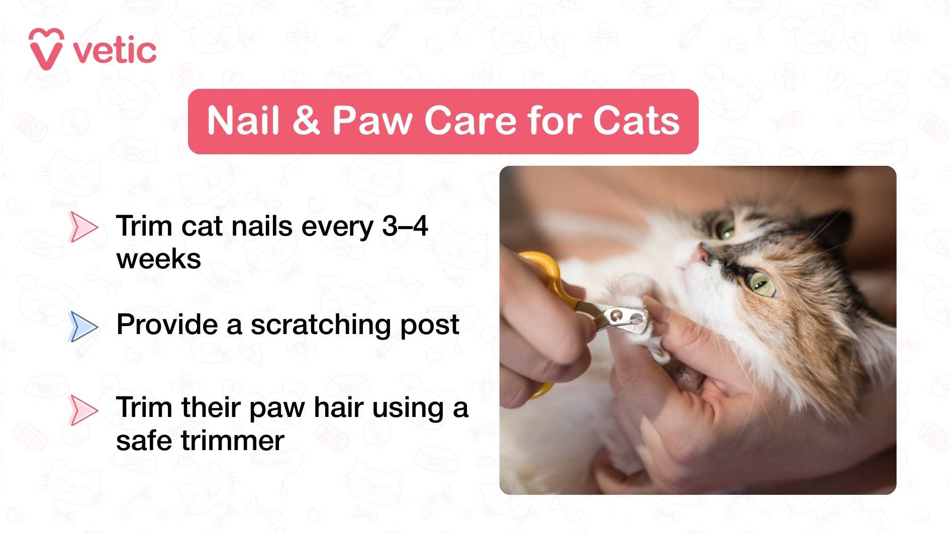 This image is another cleanly designed infographic from "Vetic," centered on “Nail & Paw Care for Cats.” It features a close-up photograph of a person trimming a cat’s nails using a safe, pet-appropriate clipper. The cat, an orange tabby, appears calm and cooperative, held gently in a way that supports its paw without causing stress. The lighting is soft and natural, highlighting the grooming action while keeping the background unobtrusive. To the left of the image, three grooming tips are listed in bold, legible text: “Trim cat nails every 3–4 weeks” “Provide a scratching post” “Trim their paw hair using a safe trimmer” The visual and textual elements work together to reinforce the importance of routine paw care.