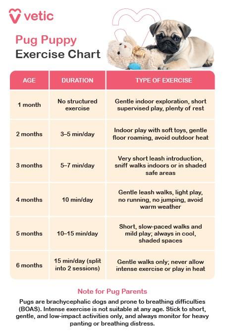 At 1 month of age, pug puppies should not be given any structured exercise. Instead, they benefit most from gentle indoor exploration, short supervised play sessions, and plenty of uninterrupted rest to support healthy development. By 2 months, you can introduce 3 to 5 minutes of light activity per day. This might include indoor play with soft toys and gentle roaming across safe floor surfaces. It's important to avoid outdoor heat at this stage, as pug puppies are highly sensitive to temperature. At 3 months, increase activity slightly to 5 to 7 minutes per day. You can begin very light leash introductions and allow your puppy to enjoy sniff walks indoors or in shaded, secure outdoor areas. Always monitor for signs of fatigue or overheating. When your pug reaches 4 months, aim for 7 to 10 minutes of gentle leash walks daily. Avoid any forced running or jumping, and continue to steer clear of warm weather conditions to protect their breathing. At 5 months, your puppy can handle 10 to 15 minutes of slow-paced walks and mild play, ideally in cool, shaded environments. Keep sessions calm and avoid overstimulation. By 6 months, your pug can enjoy up to 15 minutes of exercise per day, split into two short sessions. Stick to gentle walks only, and never allow activity in extreme weather or heat, as their brachycephalic anatomy makes them prone to breathing difficulties.