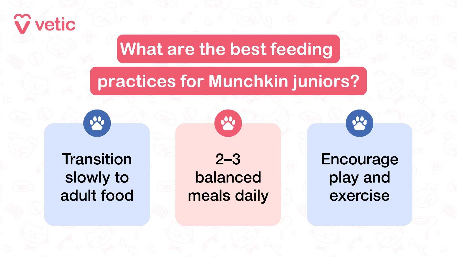 "What are the best feeding practices for Munchkin juniors?" The graphic is divided into three sections, each marked with a paw icon and containing a specific recommendation: Transition slowly to adult food – As Munchkin juniors mature, their nutritional needs shift. Gradually introducing adult food over several days helps prevent digestive upset and allows their system to adjust to new nutrient profiles. 2–3 balanced meals daily – Feeding two to three well-portioned meals per day ensures consistent energy levels and supports healthy growth. It also helps regulate metabolism and prevents overeating. Encourage play and exercise – Nutrition alone isn’t enough. Regular play and physical activity are essential to maintain muscle tone, support joint health, and prevent weight gain during this developmental stage. The layout is clean and minimal, with each recommendation clearly separated for easy readability.
