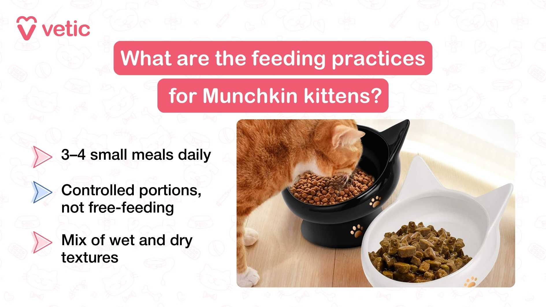 This infographic offers practical feeding guidance tailored to Munchkin kittens. The title is implied through the content, which focuses on early-life dietary habits. On the left side of the image, three key recommendations are listed in clean, bold text: 3–4 small meals daily – Munchkin kittens have fast metabolisms and small stomachs. Feeding them three to four small meals throughout the day ensures steady energy, supports growth, and prevents digestive overload. Controlled portions, not free-feeding – Instead of leaving food out all day, pet parents are advised to measure and serve portions. This helps prevent overeating and supports healthy weight gain during the kitten’s rapid development phase. Mix of wet and dry textures – Offering both wet and dry food introduces variety, supports hydration, and encourages balanced dental and digestive health. Wet food boosts fluid intake, while dry kibble can help with oral hygiene. To the right of the text, the image features a small Munchkin kitten eating from a black, cat-shaped bowl filled with dry food. Beside it is a white cat-shaped bowl containing wet food. The kitten is seated on a wooden floor, and the background includes a window and part of a kitchen interior, creating a warm, domestic setting that reinforces the message of attentive care.