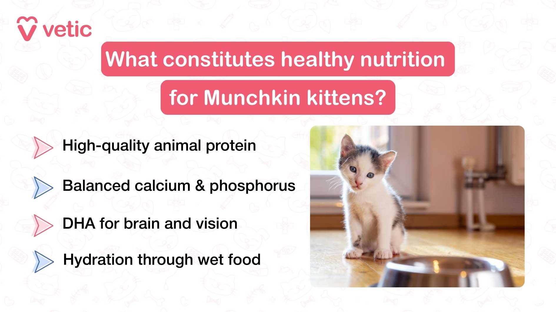 "What constitutes healthy nutrition for Munchkin kittens?" To the left of the image, four key nutritional components are listed, each paired with a small icon: High-quality animal protein – Munchkin kittens require premium animal-based protein sources to support rapid growth, muscle development, and energy needs during their early life stages. Balanced calcium & phosphorus – These minerals are essential for proper bone formation and skeletal strength. A balanced ratio ensures healthy development without risking joint or bone abnormalities, which is especially important for a breed with a unique frame. DHA for brain and vision – Docosahexaenoic acid (DHA), an omega-3 fatty acid, plays a critical role in cognitive development and visual acuity in kittens. It supports learning, responsiveness, and overall neurological health. Hydration through wet food – Including wet food in a kitten’s diet helps maintain hydration, which is vital for kidney function and digestion. It also introduces variety and encourages healthy eating habits. To the right of the text, the image features a small Munchkin kitten sitting on a wooden floor beside a metal food bowl. The kitten has a soft, fluffy coat and is positioned near a window, with part of a kitchen interior visible in the background.