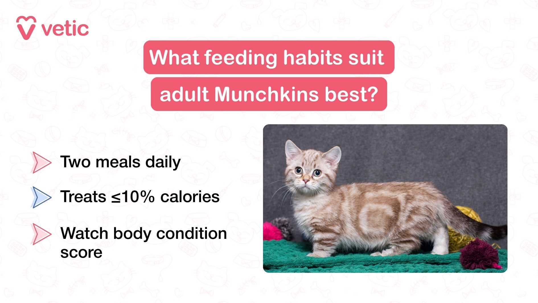 "What feeding habits suit adult Munchkins best?" Beneath the heading, three key recommendations are listed: Two meals daily – Adult Munchkin cats benefit from a consistent feeding schedule with two balanced meals per day. This helps regulate their metabolism and prevents overeating. Treats ≤10% calories – Treats should make up no more than 10% of a Munchkin cat’s daily caloric intake. This ensures that indulgences don’t interfere with their nutritional balance or contribute to weight gain. Watch body condition score – Monitoring a cat’s body condition score (BCS) is essential to assess whether they are underweight, overweight, or at an ideal weight. Regular checks help pet parents adjust feeding portions and maintain optimal health. To the right of the text, the image features a Munchkin cat with a short stature and a patterned coat. The cat stands on a textured surface surrounded by colorful props, adding visual interest. The background is a soft gray, which keeps the focus on the cat and the feeding guidance. The cat’s alert posture and healthy appearance reinforce the importance of proper feeding habits.