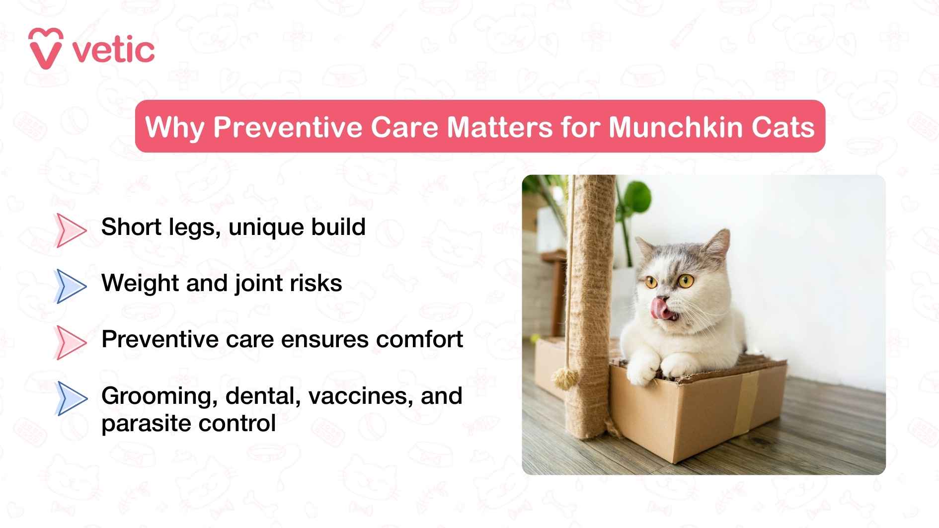 This Vetic graphic titled “Why Preventive Care Matters for Munchkin Cats” blends visual charm with informative clarity. The image features a playful Munchkin cat sitting inside a cardboard box, tongue out, in a cozy home setting—instantly evoking the quirky personality and endearing nature of the breed. The cat’s short legs and compact frame are subtly highlighted by its posture, reinforcing the breed’s unique physical traits. Alongside the photo, the graphic presents a concise list of reasons why preventive care is essential for Munchkin cats. These include their distinctive build, susceptibility to weight and joint issues, and the importance of regular grooming, dental hygiene, vaccinations, and parasite control. The layout is clean and engaging, making it easy for pet parents to absorb the message while emotionally connecting with the image of a happy, well-cared-for cat.