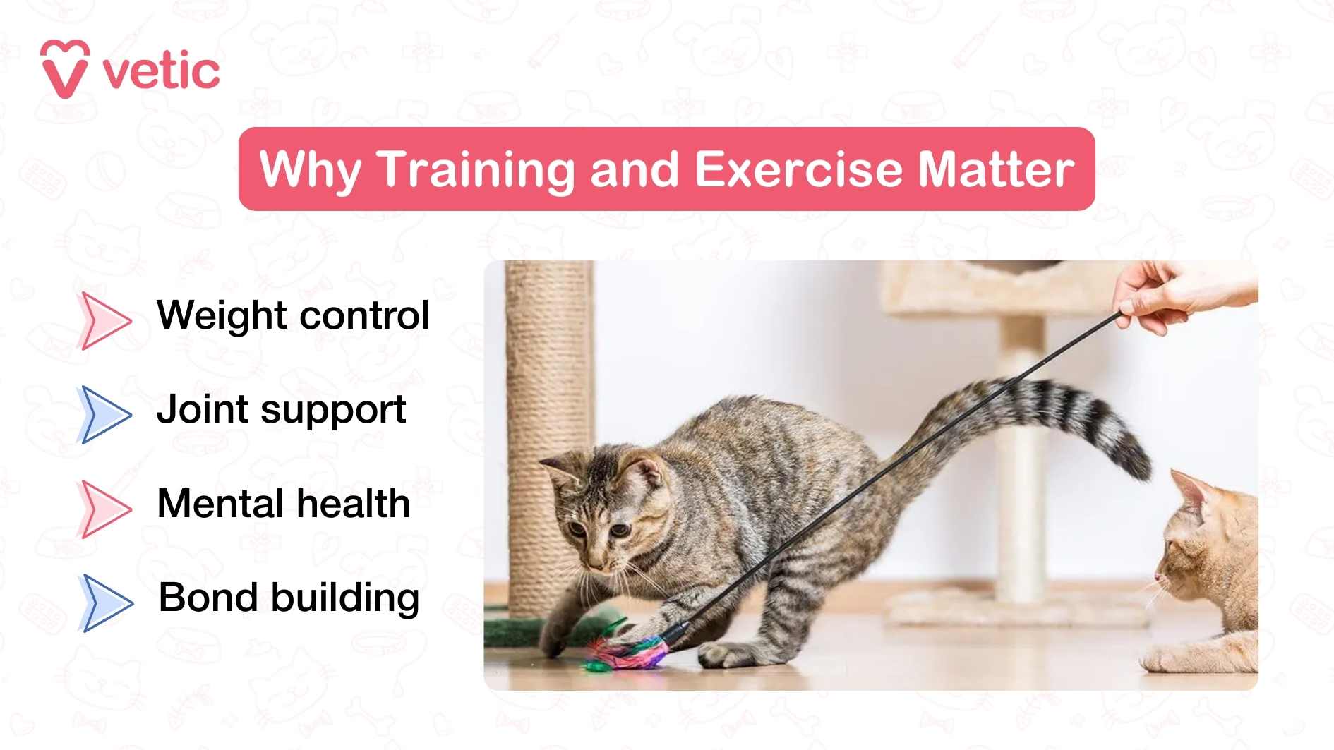 This image explains why training and exercise are important for Munchkin cats. The header at the top reads “Why Training and Exercise Matter.” On the left, four benefits are listed: weight control, joint support, mental health, and bond building. On the right, a photograph shows a tabby Munchkin cat crouched in play mode, actively engaging with a colorful feather toy held by a human hand. Another lighter-colored cat is seen lying nearby, watching the interaction. The setting includes a scratching post in the background, reinforcing the idea of physical activity and enrichment. The photo captures how play strengthens health while also creating an enjoyable bond between cat and parent.