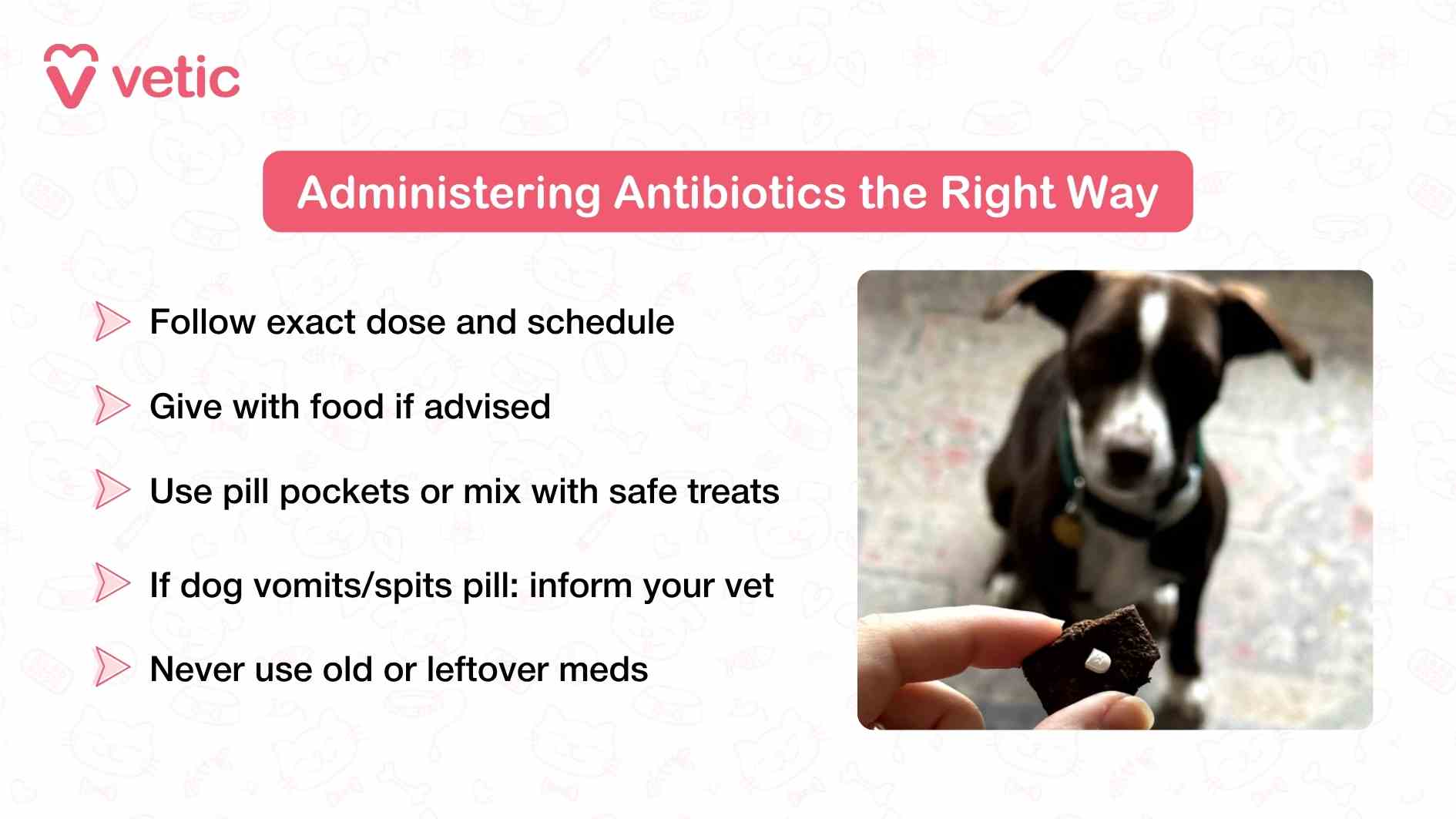 The graphic from Vetic titled “Administering Antibiotics the Right Way” offers a practical, step-by-step guide for pet parents tasked with giving their dogs prescribed antibiotics. The layout is clean and approachable, with a soft background and subtle icons that keep the focus on the instructional content. On the left side, five key guidelines are listed in a clear, readable format. The first instruction—“Follow exact dose and schedule”—emphasizes the importance of consistency. Antibiotics work best when given at precise intervals, and missing doses or altering the schedule can reduce their effectiveness and contribute to resistance. The second point—“Give with food if advised”—acknowledges that some antibiotics may cause stomach upset or require food for proper absorption, and that pet parents should always follow their vet’s specific instructions. The third guideline—“Use pill pockets or mix with safe treats”—offers a practical solution for dogs who resist medication. Pill pockets are specially designed treats that conceal pills, making administration easier and less stressful. Alternatively, mixing the pill with a vet-approved soft treat can help ensure the dog swallows the full dose. The fourth instruction—“If dog vomits/spits pill: inform your vet”—is crucial. Vomiting or spitting out medication means the dose wasn’t absorbed, and repeating it without guidance could lead to overdosing or missed treatment. This point encourages pet parents to communicate openly with their vet if any issues arise. Finally, the image warns—“Never use old or leftover meds.” This reinforces that antibiotics are condition-specific and time-sensitive. Using expired or previously prescribed medication can be ineffective or even harmful, especially if the dosage or type doesn’t match the current infection. On the right side of the image, a photo shows a dog being offered a treat with a pill embedded inside. The dog’s expression is calm and curious, and the hand holding the treat adds a human touch, making the scene relatable and reassuring. This visual reinforces the idea that medication can be given gently and thoughtfully, without stress or force.