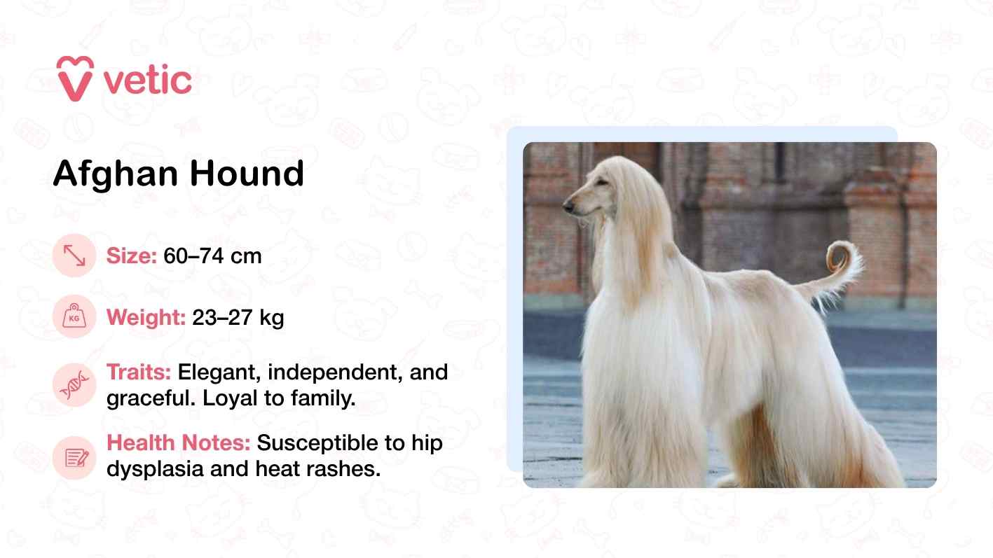 The image presents an Afghan Hound standing gracefully in front of a brick building, its long, silky coat flowing in the breeze. The dog’s slender frame and poised stance emphasize its elegance and independence—traits that are visually reinforced by the breed’s reputation for being graceful and loyal to its family. The accompanying text outlines key physical attributes, including a height range of 60–74 cm and a weight of 23–27 kg, while also noting health considerations such as susceptibility to hip dysplasia and heat rashes. The overall composition, positions the Afghan Hound as a breed that combines beauty with specific care needs, especially in warmer climates.
