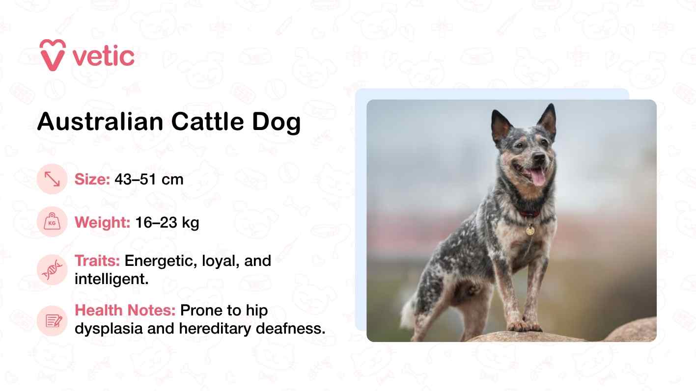 The image showcases an Australian Cattle Dog standing alertly on a rock, its mouth slightly open as if mid-pant or bark. The dog’s posture and focused gaze convey a sense of energy and intelligence, traits that are reinforced by the accompanying text. With a compact frame measuring 43–51 cm in height and weighing between 16–23 kg, this breed is known for its loyalty and sharp instincts. The blurred background draws attention to the dog’s stance, while the Vetic branding signals credibility and relevance for pet parents seeking breed-specific guidance. Notably, the image also flags health concerns such as hip dysplasia and hereditary deafness, underscoring the importance of informed care.