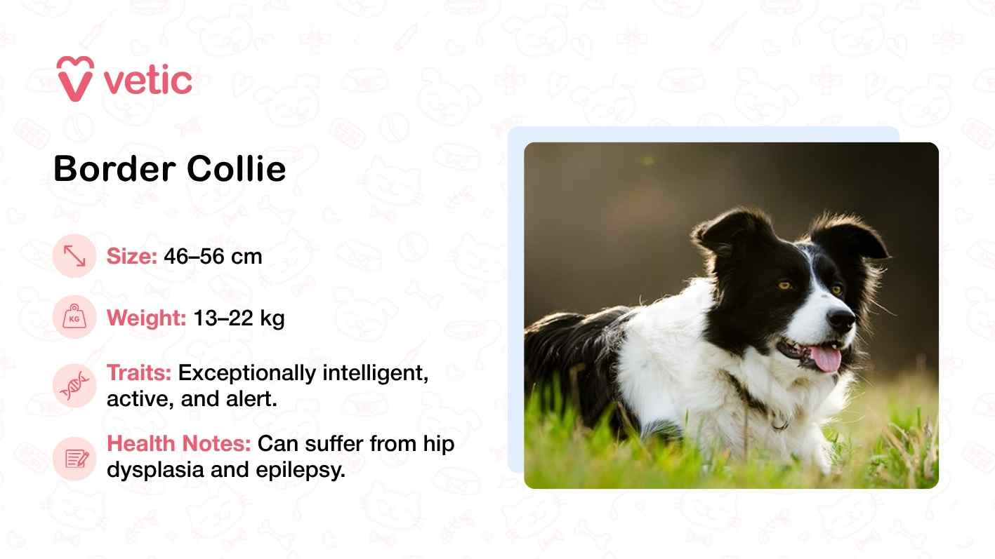 The image features a Border Collie standing outdoors, bathed in warm sunlight that accentuates the texture and sheen of its coat. The dog’s alert expression and upright posture reflect its renowned intelligence and responsiveness. Positioned on the right side of the frame, the Border Collie is visually balanced by a text panel on the left that outlines its key traits: a height range of 46–56 cm, weight between 13–22 kg, and a temperament described as exceptionally intelligent, active, and alert. Health notes caution against conditions like hip dysplasia and epilepsy, reminding viewers that even highly capable breeds require attentive care. The Vetic logo in the corner reinforces the image’s credibility and its role in guiding pet parents toward informed decisions.