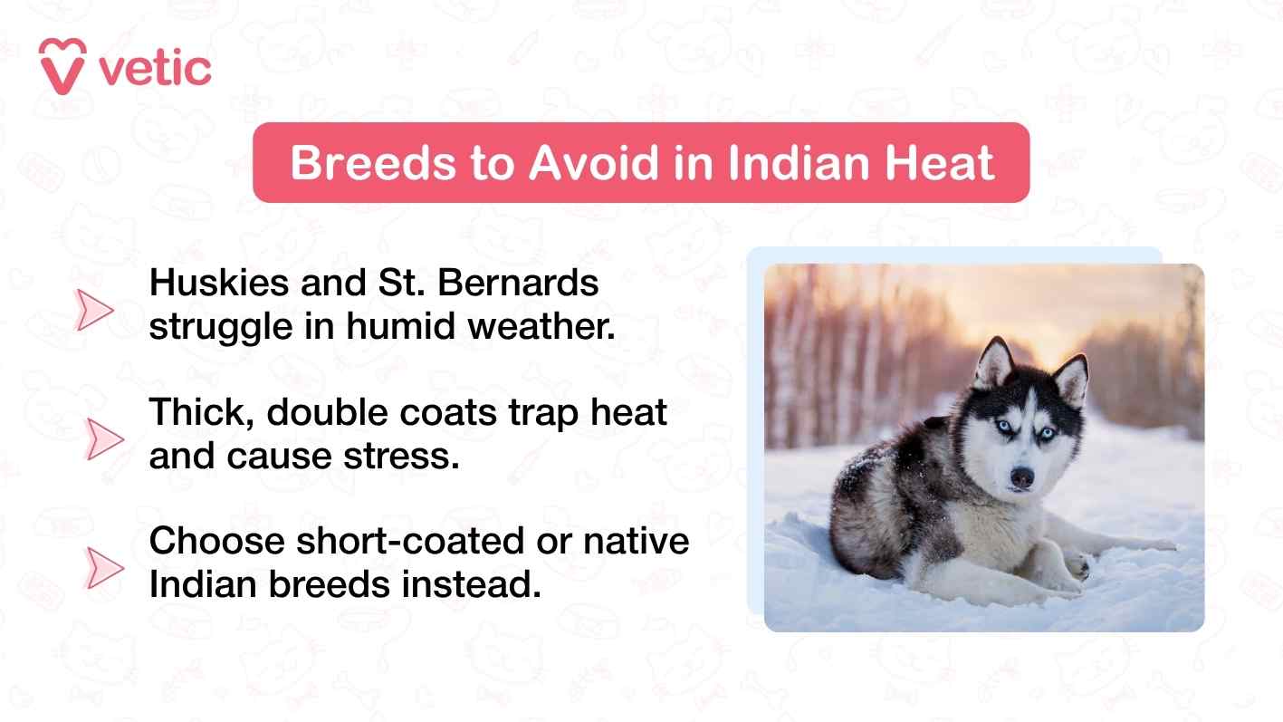The image delivers a clear warning about dog breeds that are poorly suited to India’s hot and humid climate. Dominated by a red banner titled “Breeds to Avoid in Indian Heat,” the graphic lists specific concerns: Huskies and St. Bernards struggle in humid conditions, thick double coats trap heat and cause stress, and pet parents are advised to opt for short-coated or native Indian breeds instead. To the right, a Siberian Husky sits on snow, visually reinforcing its natural adaptation to cold environments and highlighting the mismatch between such breeds and India’s climate. The Vetic branding lends authority to the message, positioning it as a trusted source of pet care guidance.