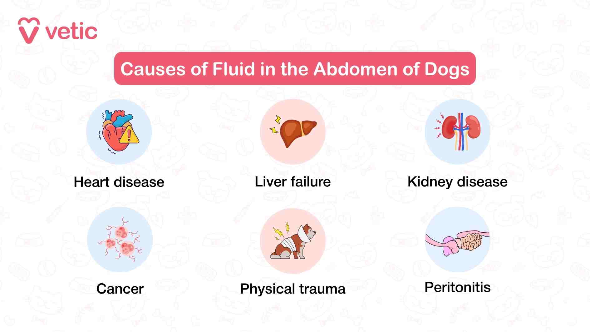 This infographic on the causes of fluid in the abdomen of dogs or ascites in dogs is divided into six visually distinct sections, each featuring a labeled illustration that corresponds to a specific medical condition. The top left shows a stylized heart with a warning symbol, representing heart disease—a common contributor to fluid buildup due to poor circulation and pressure changes. Adjacent to it is an image of a liver, denoting liver failure, which can lead to reduced protein production and fluid leakage into the abdomen. The next section features kidneys, highlighting kidney disease, which disrupts fluid balance and filtration. Cancer is represented with an image of abnormal cells, pointing to tumors that may obstruct lymphatic drainage or cause internal bleeding. Physical trauma is illustrated with a person and a dog, suggesting injury-induced internal damage that can trigger fluid accumulation. Finally, peritonitis is depicted with a hand touching an abdomen, referencing inflammation of the abdominal lining, which can result from infection or rupture. The layout is clean and intuitive, making it easy for viewers to grasp the multifactorial nature of ascites and the importance of identifying the root cause for effective treatment.