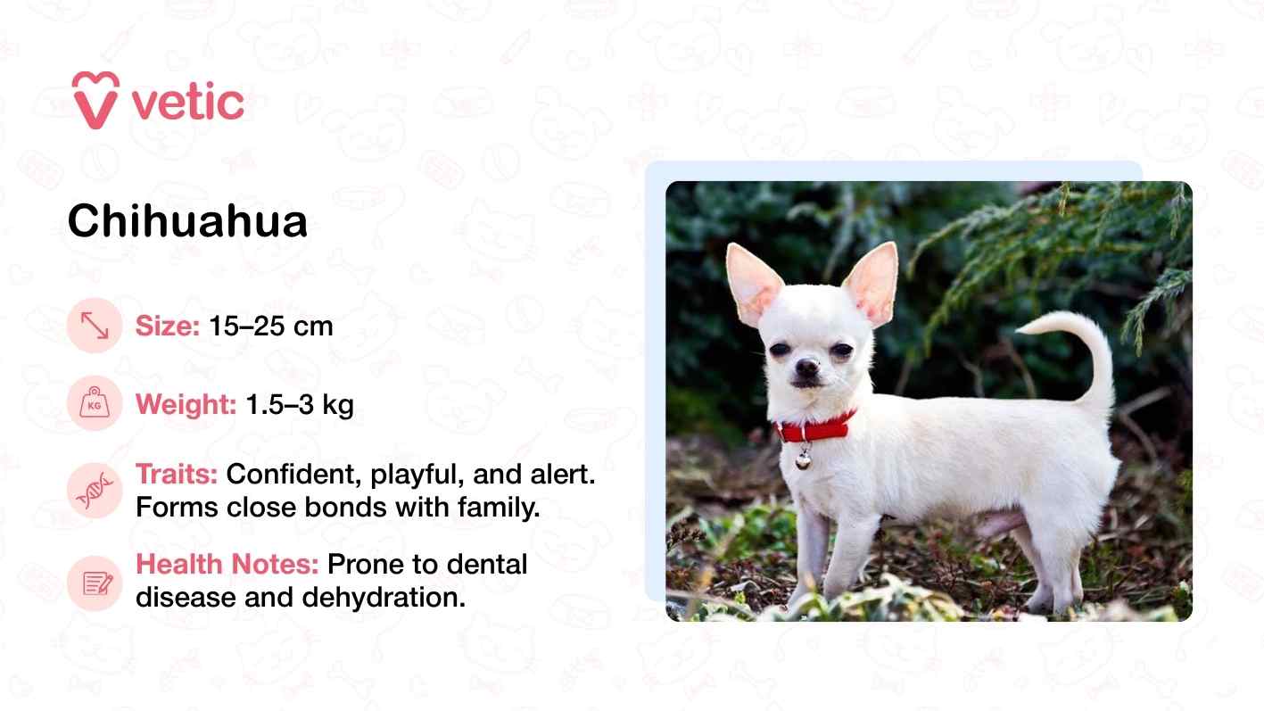 The image features a small white Chihuahua standing confidently on a patch of grass, surrounded by lush greenery. Its red collar adds a pop of color, drawing attention to its alert posture and expressive eyes. Despite its tiny frame—measuring just 15–25 cm in height and weighing between 1.5–3 kg—the Chihuahua exudes a bold, playful energy. The accompanying text highlights its strong bond with family and notes health concerns such as dental disease and dehydration, which are particularly relevant in hot climates. The Vetic branding lends credibility to the information, positioning the Chihuahua as a heat-tolerant breed that still requires attentive care.