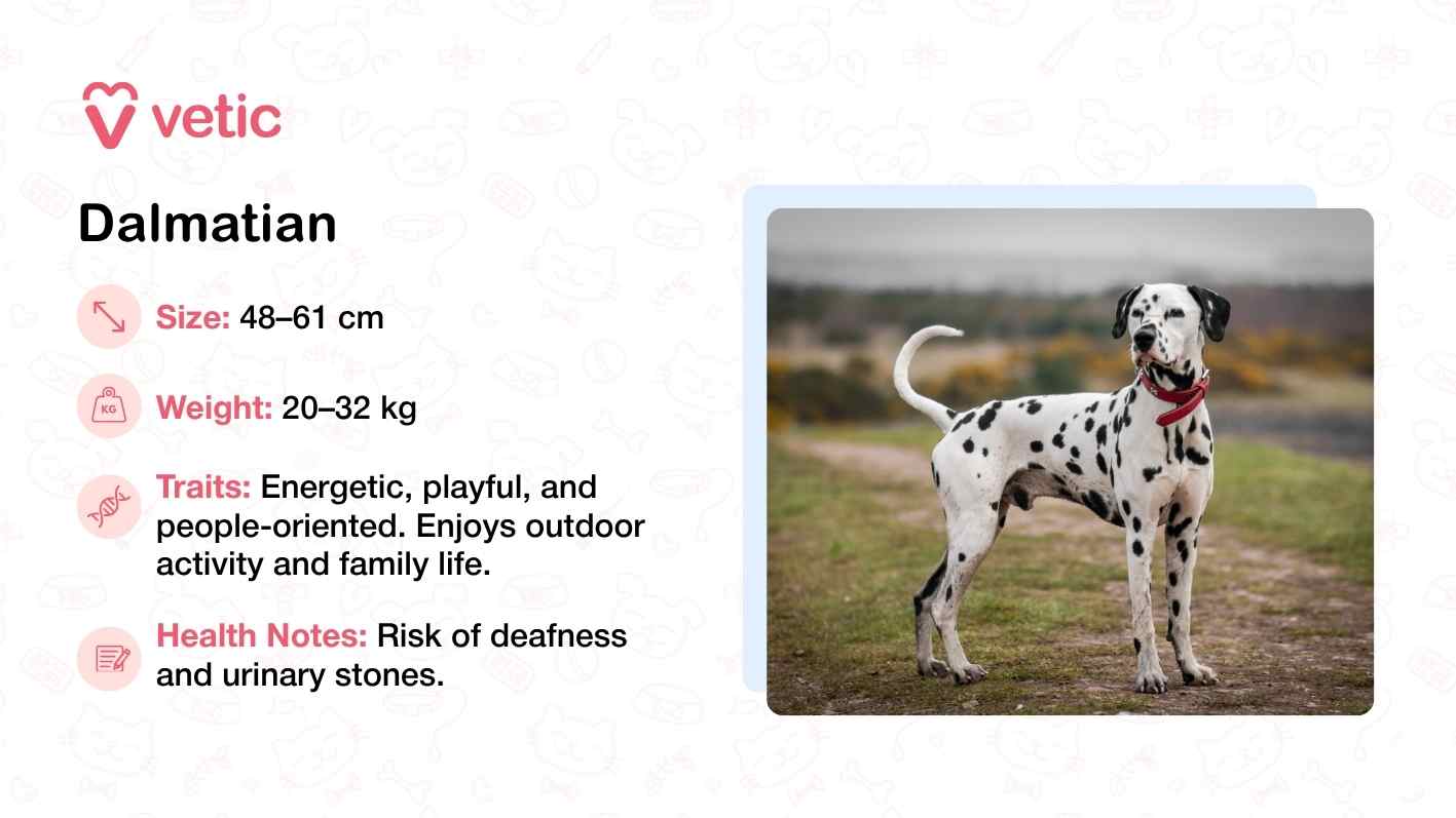 The image features a Dalmatian standing outdoors, wearing a red collar that contrasts sharply with its iconic black-and-white spotted coat. The dog’s stance is lively and engaged, reflecting its energetic and people-oriented nature. The surrounding environment suggests a casual, open-air setting—ideal for a breed that thrives on outdoor activity and family interaction. The text accompanying the image outlines the Dalmatian’s physical dimensions, ranging from 48–61 cm in height and 20–32 kg in weight, and highlights its playful temperament. Health notes caution about risks such as deafness and urinary stones, reminding pet parents that even active, heat-tolerant breeds require thoughtful care. The Vetic branding reinforces the image’s role as a trusted educational resource.