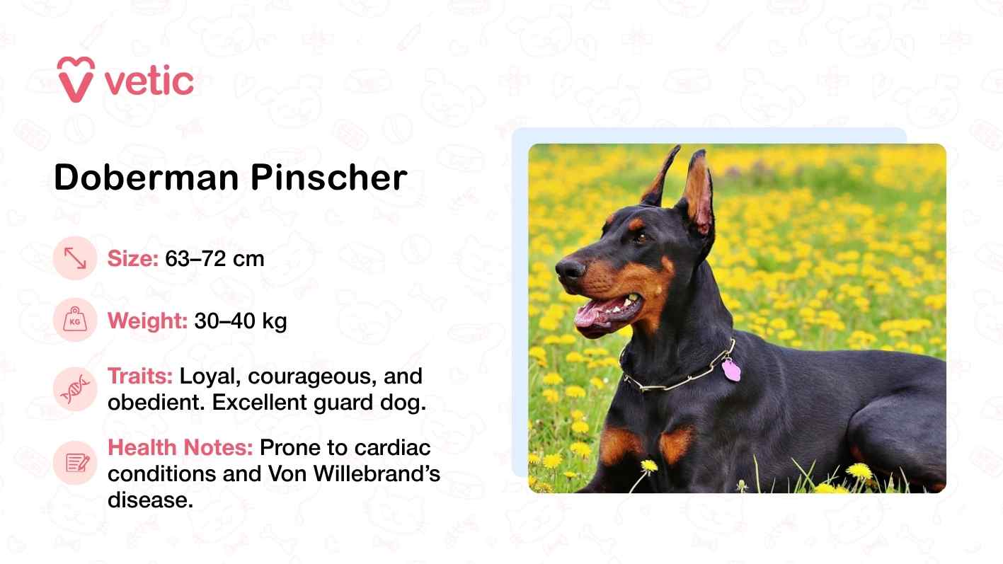 The image features a Doberman Pinscher lying calmly in a field of yellow flowers, its sleek black coat and muscular build contrasting vividly with the soft, sunlit surroundings. The dog wears a collar with a tag, suggesting it is well cared for and possibly trained. Despite its relaxed pose, the Doberman’s alert eyes and upright ears hint at its innate vigilance and readiness—traits that align with its reputation as a loyal, courageous, and obedient guard dog. The text provides essential breed data, noting a height range of 63–72 cm and weight between 30–40 kg, while also flagging health risks such as cardiac conditions and Von Willebrand’s disease. The Vetic branding reinforces the image’s role as a trusted source of breed-specific guidance for Indian pet parents.