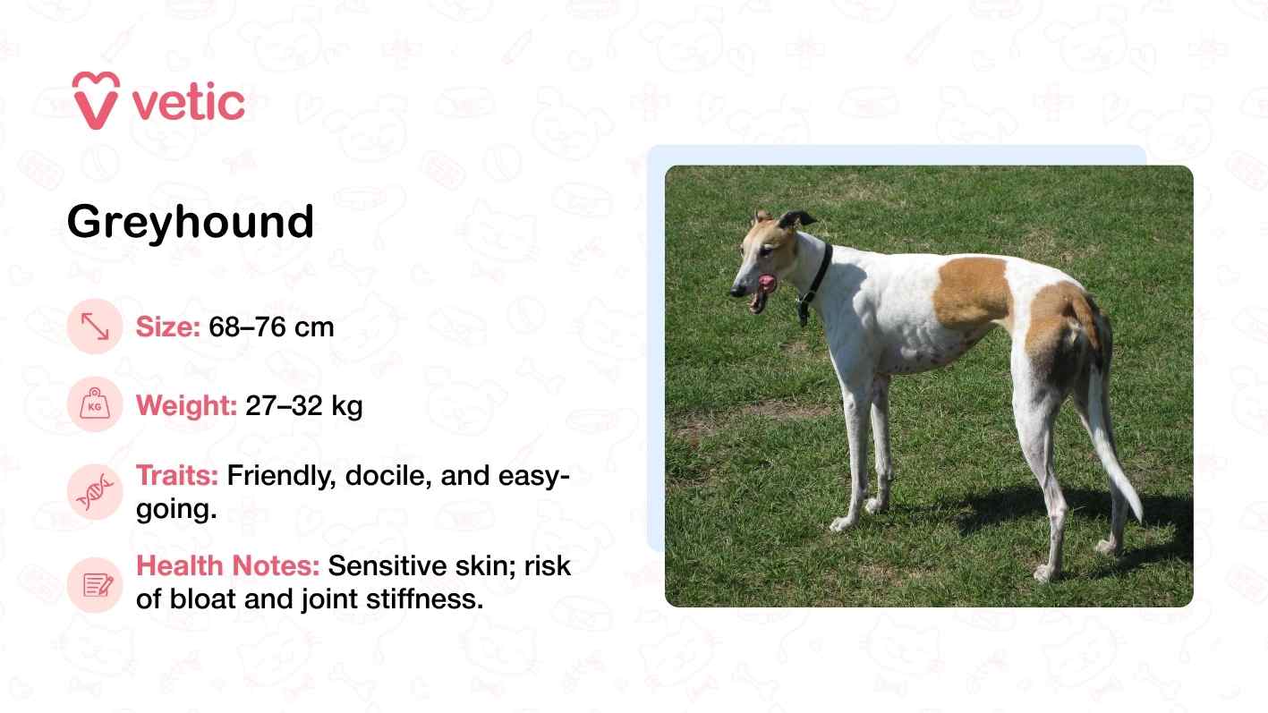 The image features a Greyhound standing sideways on a grassy patch, its lean frame and long legs clearly visible against the soft green backdrop. The dog’s posture is relaxed yet poised, reflecting the breed’s gentle and easy-going nature. With a height range of 68–76 cm and a weight between 27–32 kg, the Greyhound is built for speed but known for its calm demeanor. The accompanying text highlights its friendly and docile temperament, while also noting health concerns such as sensitive skin, bloat, and joint stiffness—conditions that require careful management, especially in warmer climates.