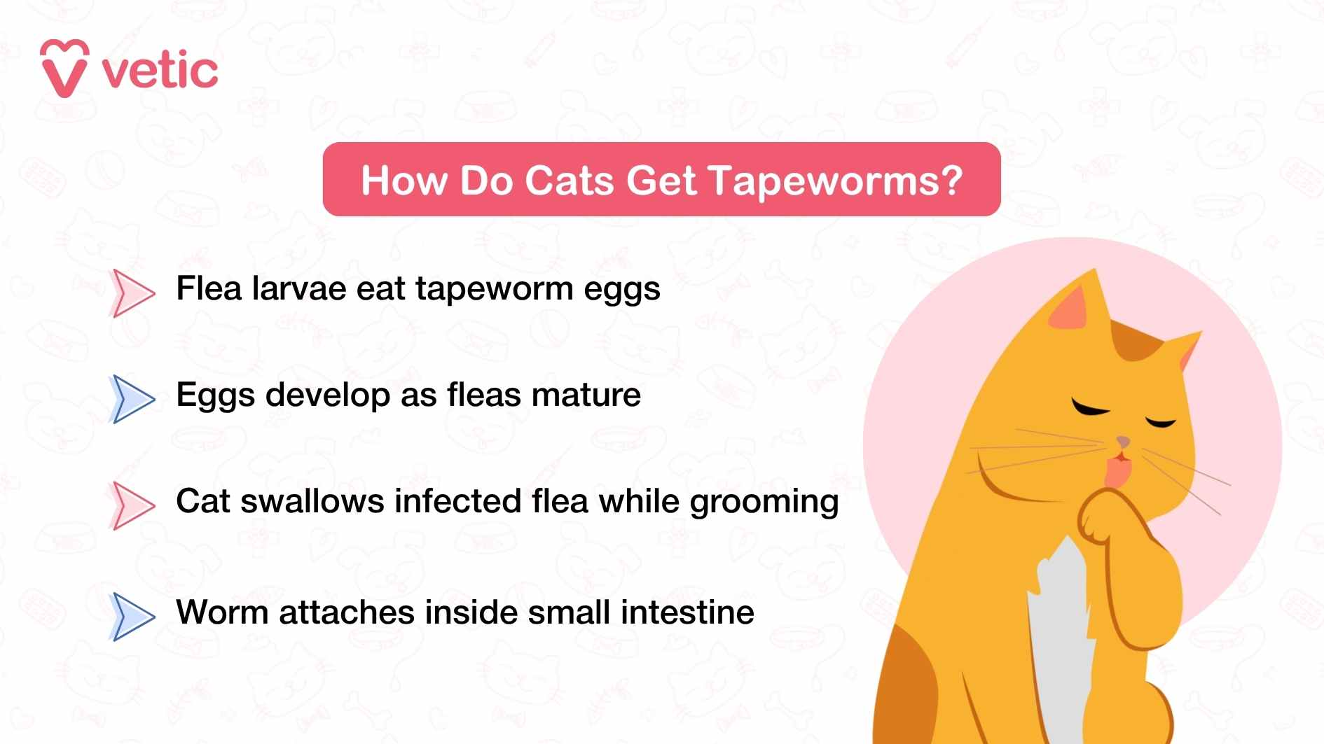 educational graphic from Vetic titled “How Cats Get Tapeworms” uses a step-by-step visual layout to explain the transmission cycle of tapeworms in cats. On the right, a cartoon cat scratches its chin thoughtfully, symbolizing curiosity or concern. On the left, four sequential steps are presented in a clean vertical format, guiding the viewer through the infection process: Flea larvae eat tapeworm eggs – introducing the parasitic relationship between fleas and tapeworms. Eggs develop as fleas mature – showing how tapeworms incubate inside the flea host. Cat swallows infected flea while grooming – illustrating the common grooming behavior that leads to ingestion. Worm attaches inside small intestine – concluding with the parasite’s final destination and impact. The infographic uses simple language and intuitive visuals to demystify a complex biological process, making it highly effective for pet parents who may be unfamiliar with parasite lifecycles.