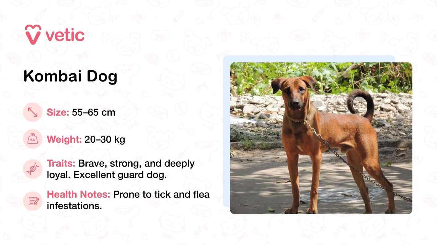 The image features a Kombai Dog standing confidently on a leash in an outdoor setting, surrounded by rocks and greenery. Its muscular build and alert posture reflect the breed’s reputation for bravery and loyalty. The natural backdrop reinforces the Kombai’s origins as a native Indian breed, well-adapted to the country’s climate and terrain. The text highlights its physical dimensions—standing 55–65 cm tall and weighing between 20–30 kg—and describes its temperament as strong, deeply loyal, and ideal for guarding. Health notes caution against tick and flea infestations, a common concern in warm, humid environments.