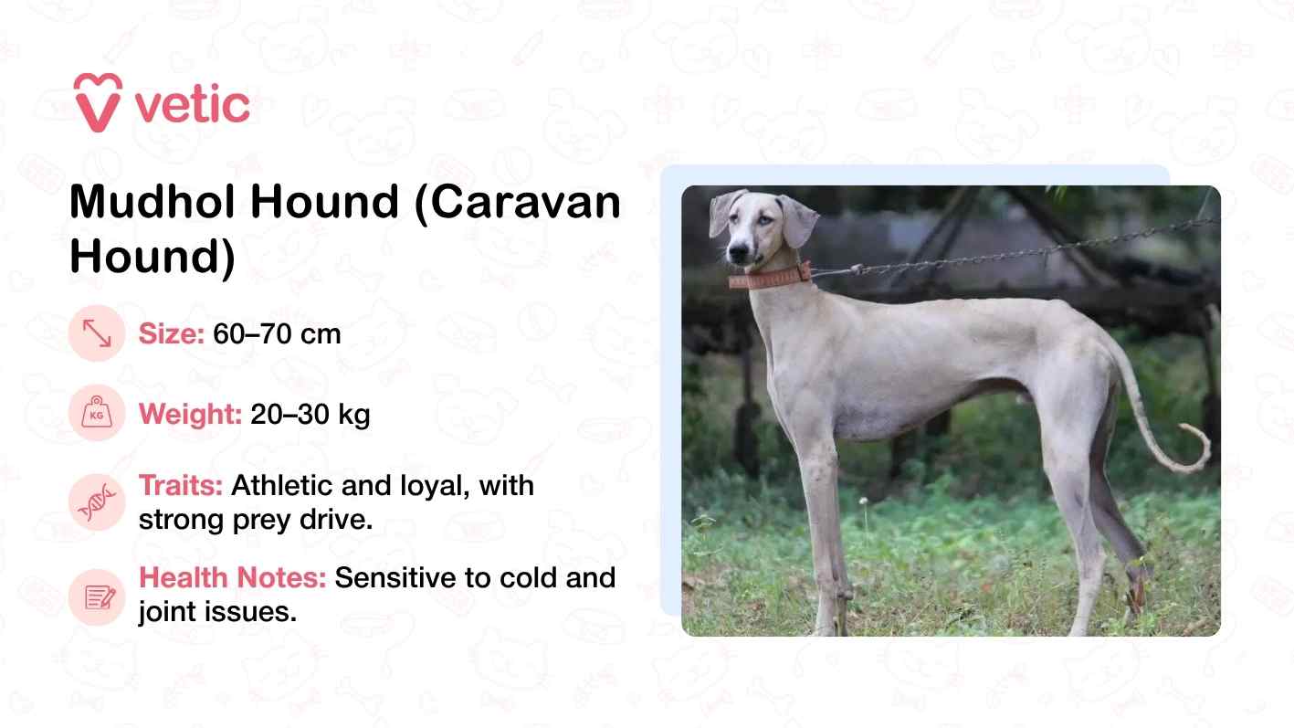 The image features a Mudhol Hound, also known as the Caravan Hound, standing outdoors on a leash against a rugged backdrop of rocks and greenery. Its lean, muscular build and upright stance reflect the breed’s athleticism and alertness. The dog’s elongated limbs and streamlined body suggest speed and endurance, traits that have made it a prized native breed in India. The accompanying text outlines its physical dimensions—standing 60–70 cm tall and weighing between 20–30 kg—and describes its temperament as loyal with a strong prey drive. Health notes caution that the breed is sensitive to cold and prone to joint issues, making it especially well-suited for warm climates but requiring care during seasonal shifts. The Vetic branding reinforces the image’s credibility and its role in promoting native breeds for Indian households.