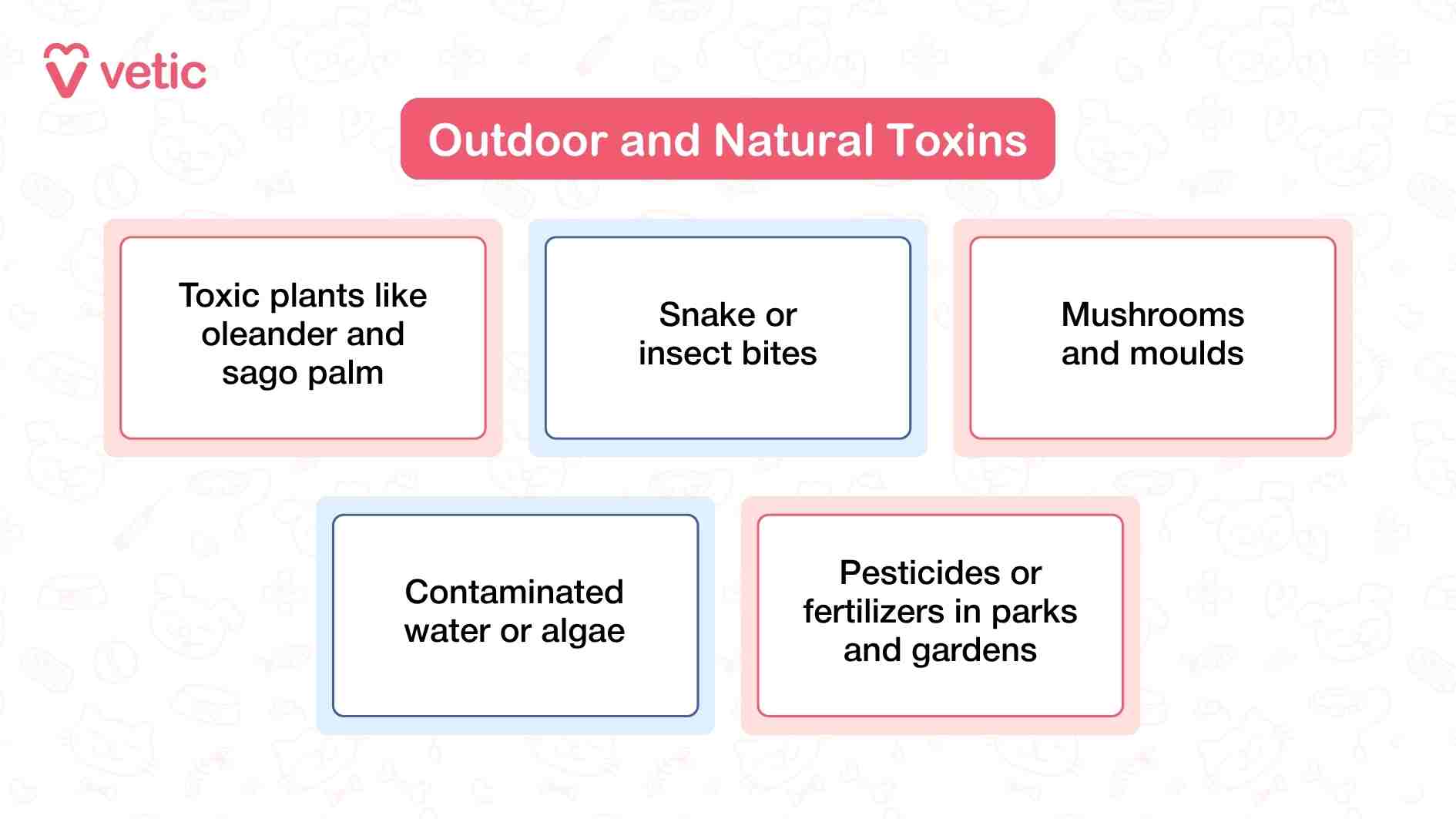 This infographic from Vetic titled “Outdoor and Natural Toxins” highlights five environmental hazards that pose serious poisoning risks to dogs, especially during walks, playtime, or outdoor exploration. The layout is clean and segmented, with each box representing a distinct threat. Toxic plants like oleander and sago palm are common in gardens and parks, and even small ingestions can be fatal. Snake or insect bites introduce venom or allergic reactions, often requiring immediate medical attention. Mushrooms and moulds, especially those growing in damp or shaded areas, can contain neurotoxins or liver-damaging compounds. Contaminated water or algae—particularly blue-green algae—can be deadly if ingested during swimming or drinking from stagnant sources. Lastly, pesticides and fertilizers used in public or private green spaces may linger on grass or soil, exposing dogs through sniffing, licking, or paw contact. The infographic’s structure encourages pet parents to think beyond the home, recognizing that nature, while enriching, also carries hidden dangers.
