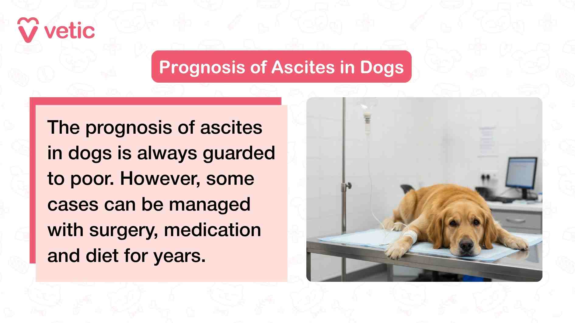 This image from Vetic centers around the prognosis of ascites in dogs, combining a clinical photograph with a sobering message. The visual shows a dog lying on a veterinary examination table, surrounded by medical equipment that reinforces the seriousness of the setting. The dog appears to be receiving care, possibly undergoing diagnostic evaluation or treatment. The lighting and composition evoke a sense of vulnerability and urgency. Overlaying the image is the title “Prognosis of Ascites in Dogs,” followed by a clear statement: “The prognosis of ascites in dogs is always guarded to poor. However, some cases can be managed with surgery, medication and diet for years.” This dual message—caution paired with hope—strikes a balance between realism and reassurance. It acknowledges the gravity of the condition while offering a path forward for cases that are caught early and managed diligently. The image serves as a visual anchor for discussing long-term care strategies and the importance of ongoing veterinary support.
