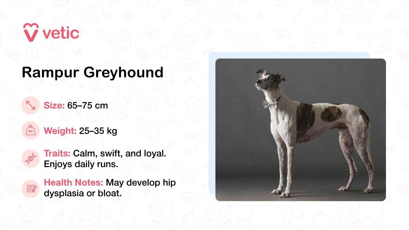 The image features a Rampur Greyhound standing in profile against a dark, neutral background that draws attention to the dog’s sleek, muscular frame. Its posture is upright and composed, showcasing the breed’s natural grace and athleticism. With a height range of 65–75 cm and a weight between 25–35 kg, the Rampur Greyhound is built for speed and endurance, making it well-suited to active lifestyles and warm climates. The accompanying text describes the breed as calm, swift, and loyal, with a particular fondness for daily runs. Health notes caution against conditions like hip dysplasia and bloat, which require proactive management.