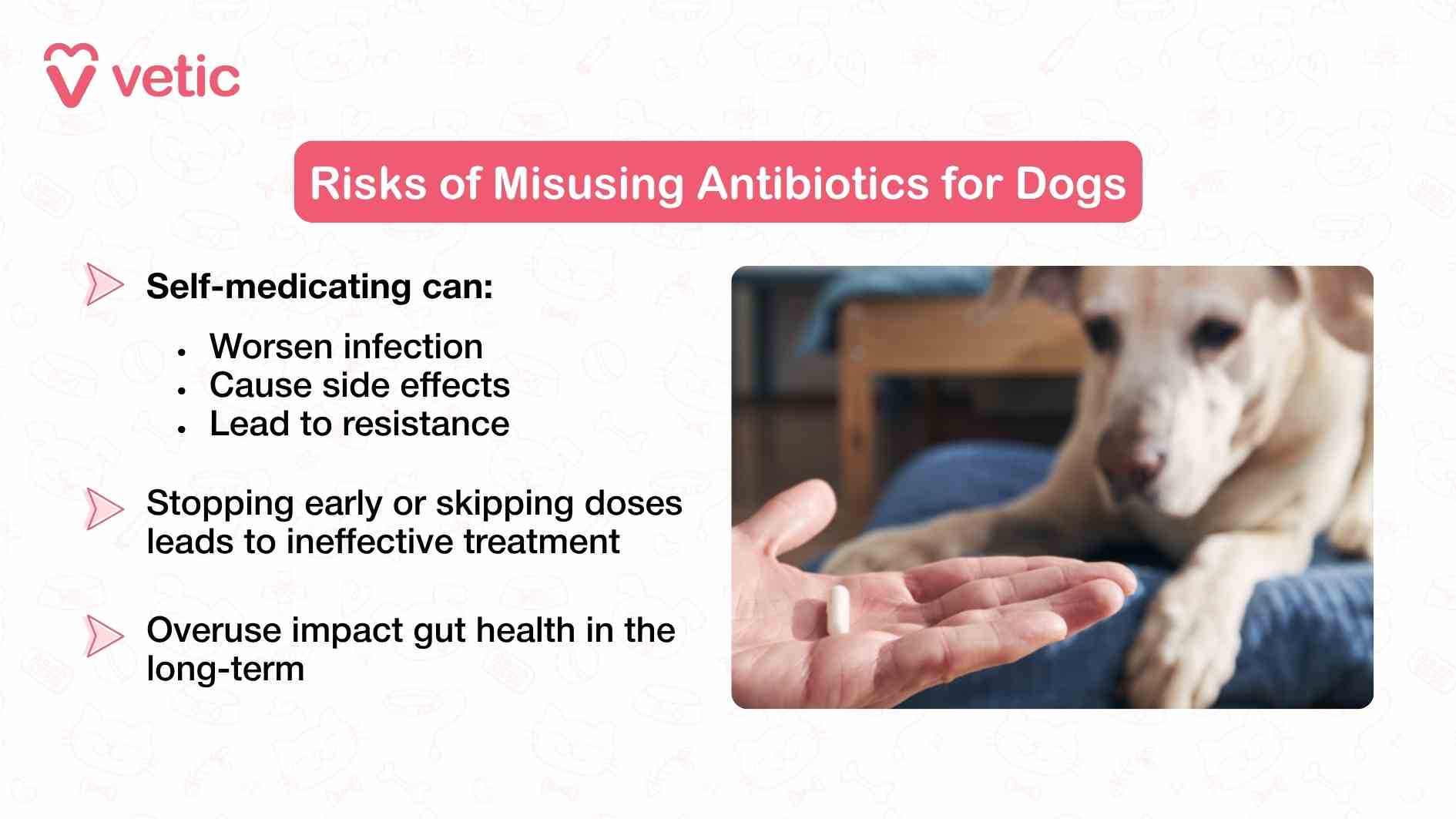 The graphic from Vetic titled “Risks of Misusing Antibiotics for Dogs” delivers a clear and urgent message about the consequences of administering antibiotics without veterinary guidance. The layout is divided into two parts: the left side presents a bulleted list of risks, while the right side features a relatable photo of a person holding a pill near a dog, visually reinforcing the theme of medication misuse. The list begins with three immediate consequences of self-medicating: worsening infection, causing side effects, and leading to resistance. These points highlight how improper use—such as giving antibiotics for viral infections or without proper dosage—can backfire, making the dog’s condition more severe and harder to treat. Resistance, in particular, is a long-term threat that can render future treatments ineffective, not just for the dog but for other animals and humans exposed to resistant bacteria. The graphic continues with two additional warnings: stopping early or skipping doses leads to ineffective treatment, and overuse impacts gut health in the long-term. These statements underscore the importance of completing the full course of antibiotics as prescribed. Incomplete treatment allows bacteria to survive and adapt, while excessive or repeated use can disrupt the dog’s microbiome, leading to digestive issues and weakened immunity. The accompanying image of a dog watching a person with a pill adds emotional context. It suggests a moment of decision—will the medication be given responsibly or not? This visual cue encourages pet parents to pause and reflect before administering any drug without professional input. Overall, the image serves as a cautionary tool, urging pet parents to treat antibiotics as serious medical interventions rather than casual remedies. It reinforces the need for veterinary oversight and consistent adherence to prescribed protocols.