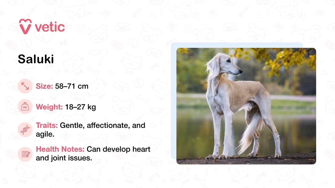 The image features a Saluki standing gracefully near a body of water, framed by trees and soft natural light. Its slender build, long legs, and smooth, light-colored coat are clearly visible, emphasizing the breed’s agility and elegance. The dog’s relaxed yet attentive posture reflects its gentle and affectionate temperament. With a height range of 58–71 cm and a weight between 18–27 kg, the Saluki is built for endurance and speed, making it well-suited to warm climates. The accompanying text notes potential health concerns such as heart and joint issues, which require proactive care.