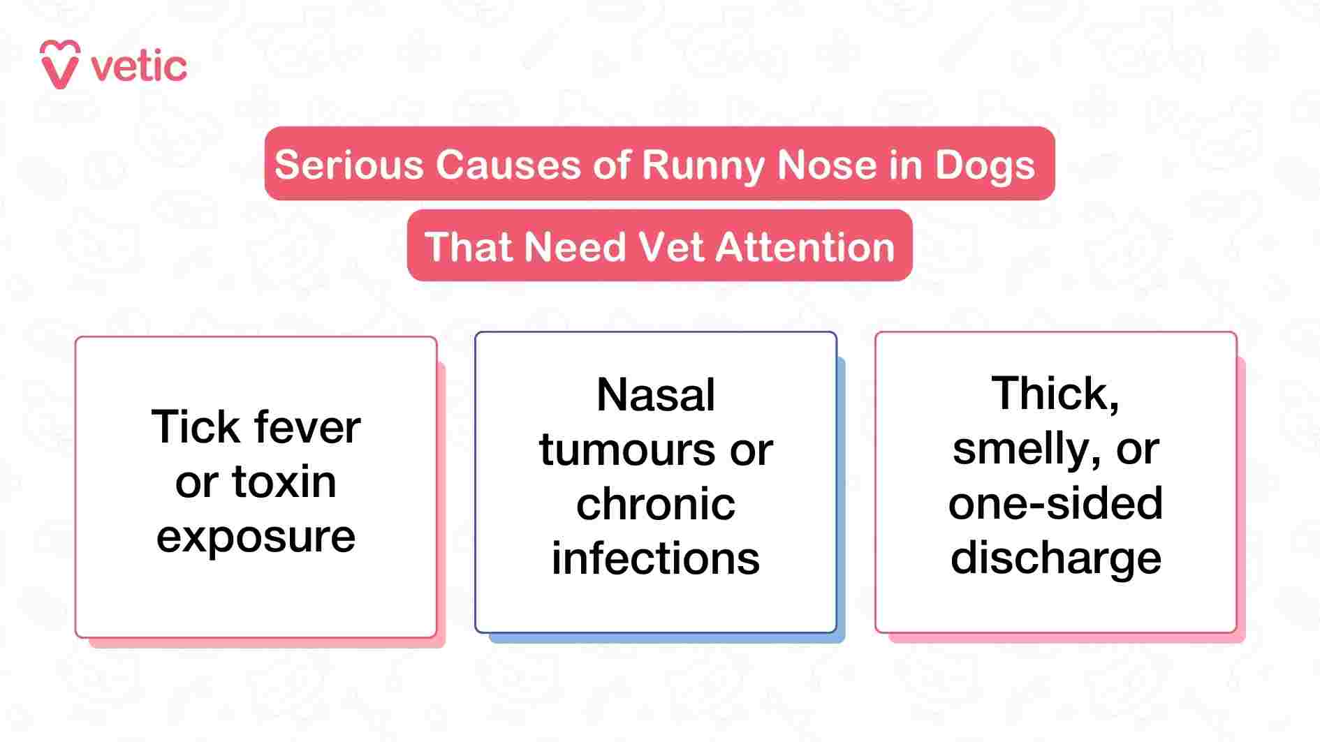 This Vetic infographic zeroes in on serious causes of a runny nose in dogs—conditions that go beyond mild irritation and demand veterinary attention. The first point identifies tick fever and toxin exposure as potential culprits, both of which can trigger systemic symptoms and compromise a dog’s immune response. The second point highlights nasal tumors and chronic infections, which may present subtly at first but can escalate quickly if left untreated. The third point draws attention to the nature of the discharge itself: if it’s thick, foul-smelling, or only coming from one nostril, it’s a strong indicator of localized pathology, such as a foreign body or deep-seated infection. The layout is straightforward and clinical, designed to help pet parents recognize red flags and act decisively. By listing these high-risk causes, the image reinforces the importance of not dismissing unusual nasal symptoms as trivial.