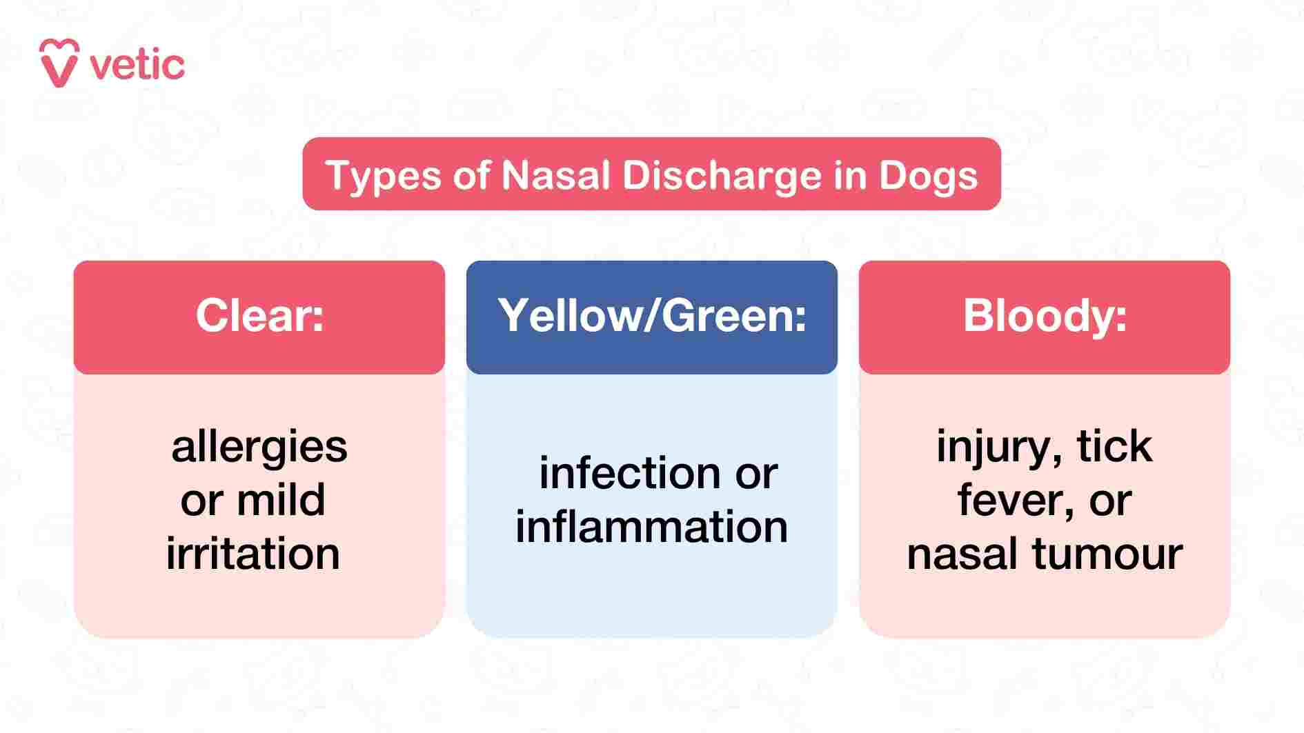 This Vetic infographic titled “Types of Nasal Discharge in Dogs” offers a quick-reference chart that categorizes nasal discharge by color and links each type to potential underlying causes. The first category, clear discharge, is typically associated with mild irritation or allergies—conditions that may not require urgent intervention but still warrant monitoring. The second category, yellow or green discharge, points to infection or inflammation, suggesting that the dog’s immune system is actively responding to a more serious issue. The third and most concerning type is bloody discharge, which can stem from injury, tick fever, or even nasal tumors. The layout is structured and easy to scan, making it a practical tool for pet parents trying to decode their dog’s symptoms. By connecting visual cues to possible diagnoses, the image empowers owners to make informed decisions about when to seek veterinary care.