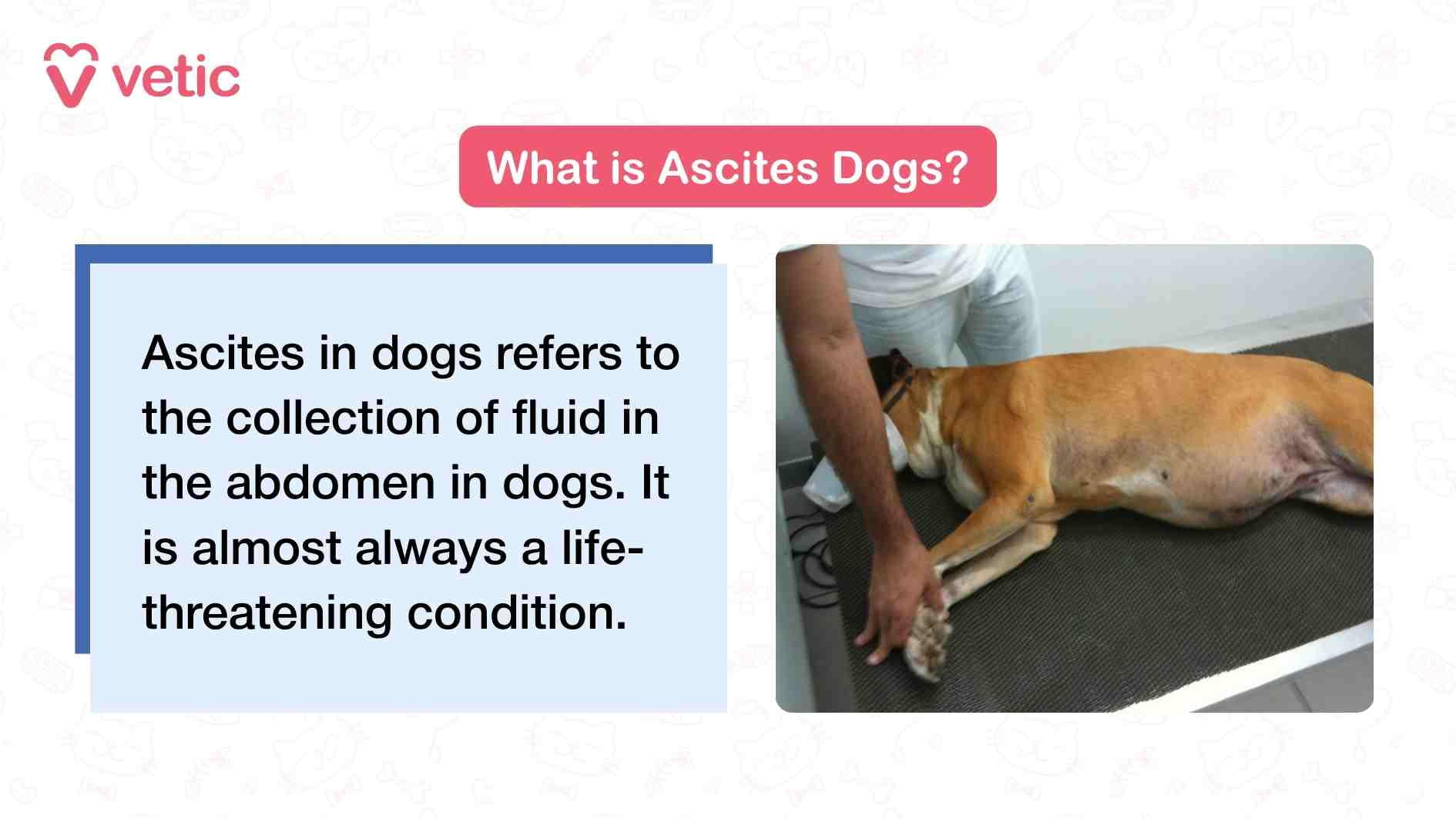 The image is split into two distinct sections that work together to convey both educational and emotional impact. On the left side, a clean white text box bordered in blue contains a concise definition of ascites in dogs. The text explains that ascites refers to the accumulation of fluid in the abdominal cavity and emphasizes its severity by stating it is “almost always a life-threatening condition.” Above this box, a pink banner with bold white text reads “What is Ascites Dogs?”—a slightly grammatically off phrasing that nonetheless draws attention. The top left corner features the “Vetic” logo, anchoring the image in a veterinary context. On the right side, a photograph shows a dog lying on its side on a veterinary examination table. The dog’s abdomen appears visibly distended, consistent with fluid buildup. A person, likely a veterinarian, stands beside the dog, gently examining or preparing to treat it. The clinical setting, combined with the dog’s vulnerable posture, evokes urgency and concern, reinforcing the seriousness of the condition described in the text.