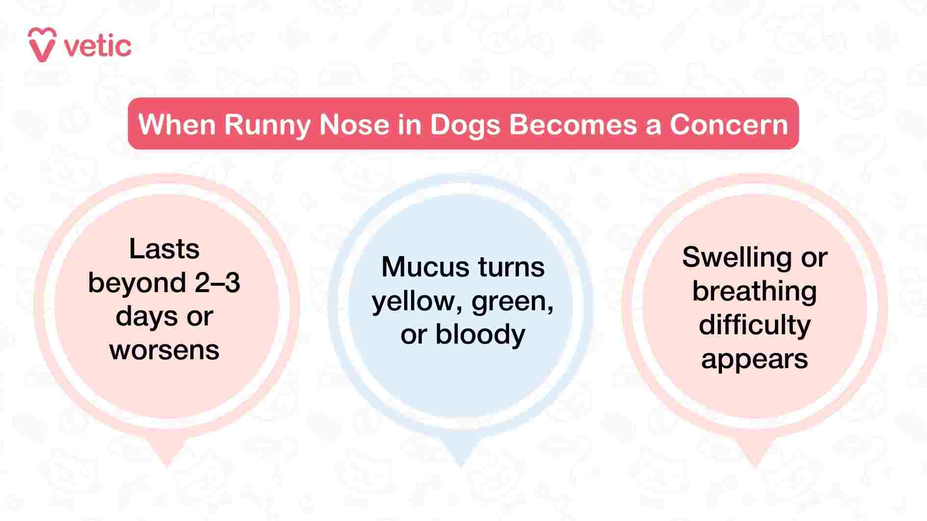 This infographic from Vetic presents a clear, three-part guide to help pet parents recognize when a dog’s runny nose may signal a more serious health issue. The design features three circular icons, each containing a concise warning sign. The first circle states that nasal discharge lasting beyond two to three days or worsening over time should raise concern. The second highlights a change in mucus color—specifically if it turns yellow, green, or bloody—as a potential indicator of infection or inflammation. The third emphasizes the urgency of seeking veterinary care if swelling around the nose or face appears, or if the dog shows signs of breathing difficulty. The layout is simple yet effective, using bold fonts and minimal text to make the information instantly digestible. Together, these cues empower pet parents to distinguish between mild symptoms and those that require prompt medical attention.