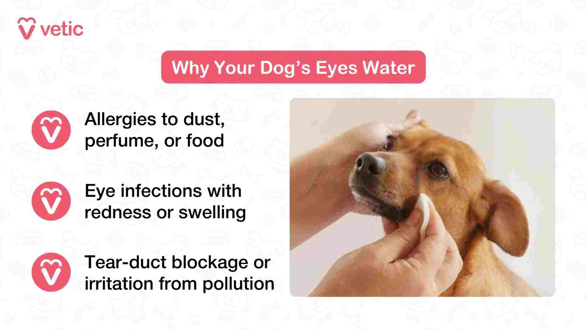 This Vetic infographic explores common causes of watery eyes in dogs, pairing a relatable photo with practical insights. The image features a person gently wiping a dog’s eye with a cloth, capturing a moment of attentive care and concern. Alongside the photo, three key causes are listed. The first identifies allergies—specifically to dust, perfume, or food—as frequent triggers of excessive tearing. The second points to eye infections, which may be accompanied by redness or swelling, signaling a need for medical attention. The third highlights tear-duct blockages or irritation from pollution, both of which can lead to persistent discharge and discomfort. The layout is clean and empathetic, designed to help pet parents quickly recognize when watery eyes are more than just a cosmetic issue. By connecting everyday exposures to visible symptoms, the image encourages early action and thoughtful observation.