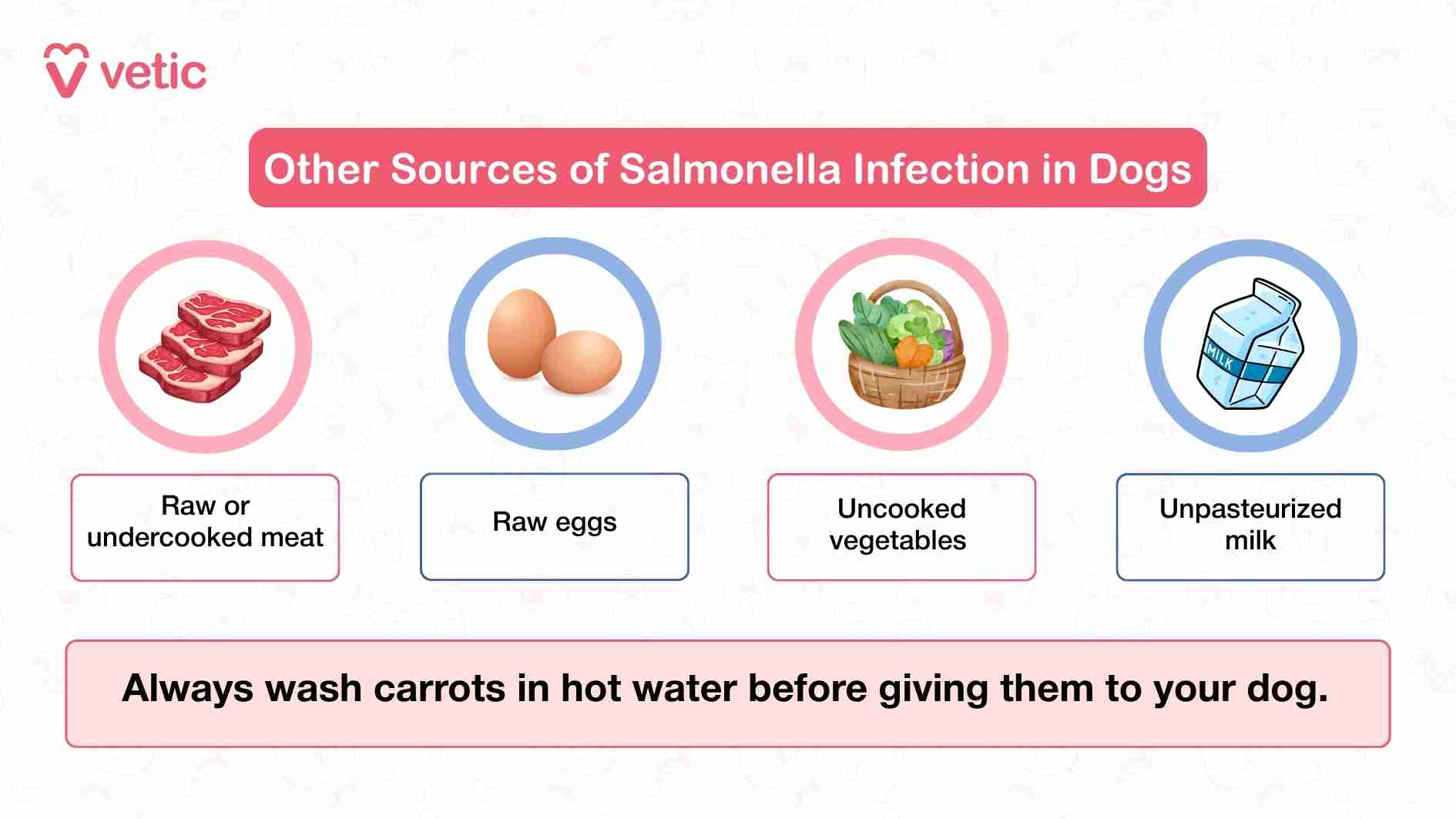 This image offers a visual breakdown of common food-related sources of Salmonella infection in dogs, using simple illustrations to enhance clarity and retention. Each item—raw or undercooked meat, raw eggs, uncooked vegetables, and unpasteurized milk—is paired with a corresponding icon, making the information accessible even at a glance. The design is clean and direct, with a red header that signals caution and a closing advisory that adds a practical tip: wash carrots in hot water before feeding them to your dog. This detail reinforces the broader message that even seemingly safe foods can pose risks if not properly prepared. The Vetic branding lends authority and continuity to the educational series, helping pet parents understand how everyday dietary choices can impact their dog’s health.